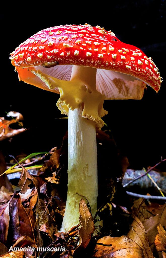 Fly Agric (Amanita muscaria)