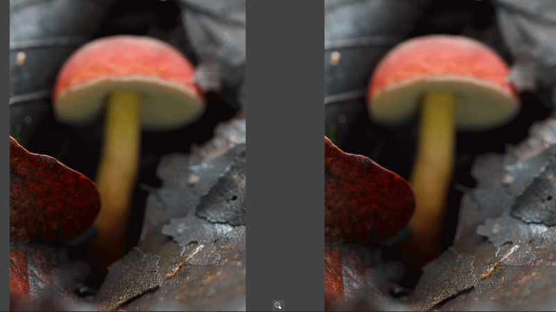 Focus Stacking Camera In Action