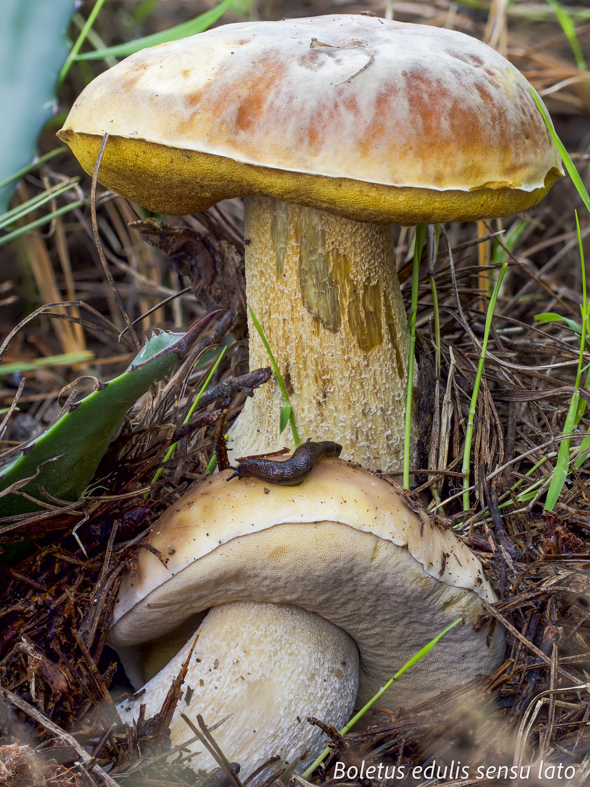 Boletus mushroom growing near maguey plant in Mexico showing local habitat