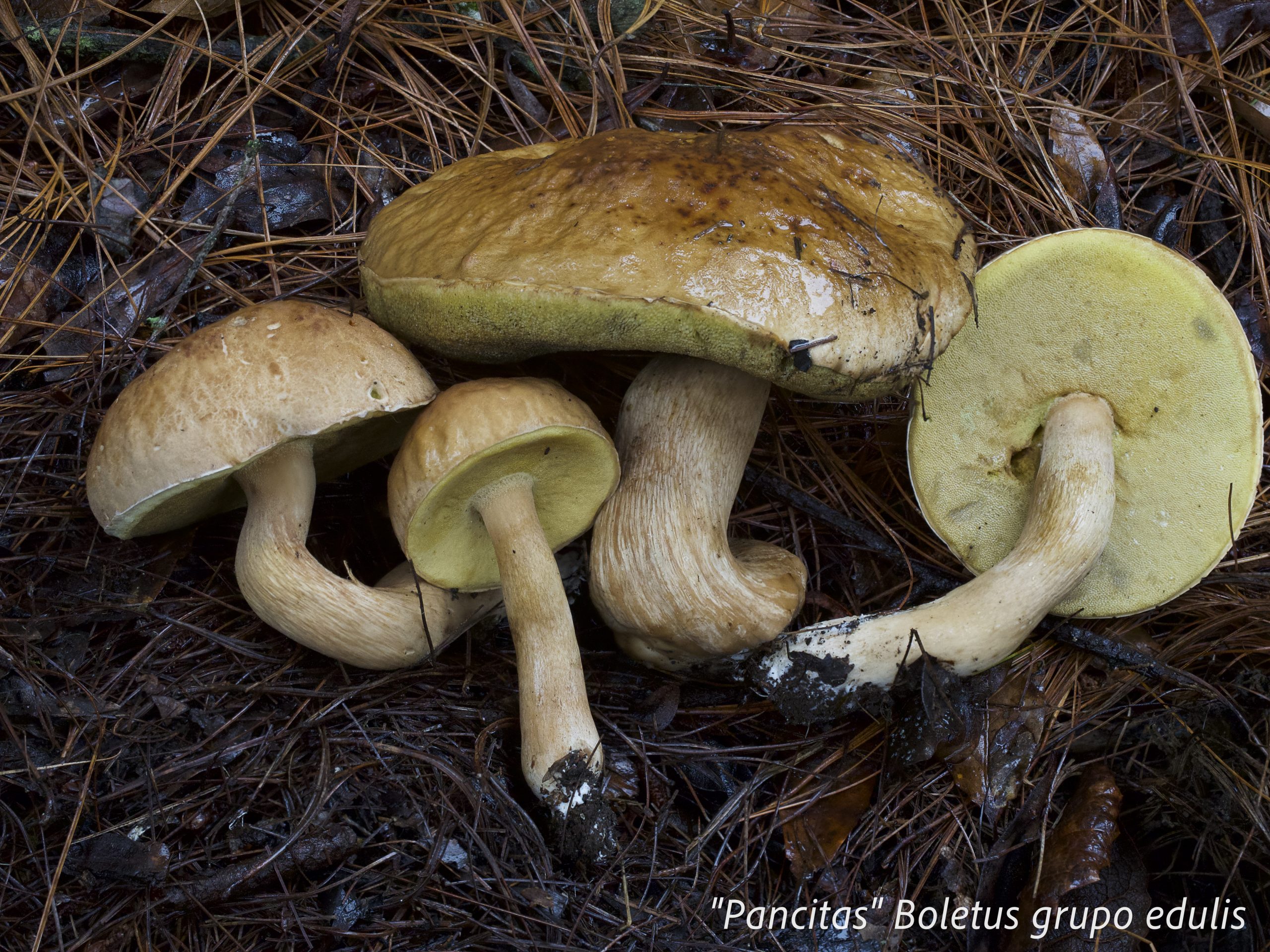 Boletus edulis King Bolete porcini mushroom photographed in the field