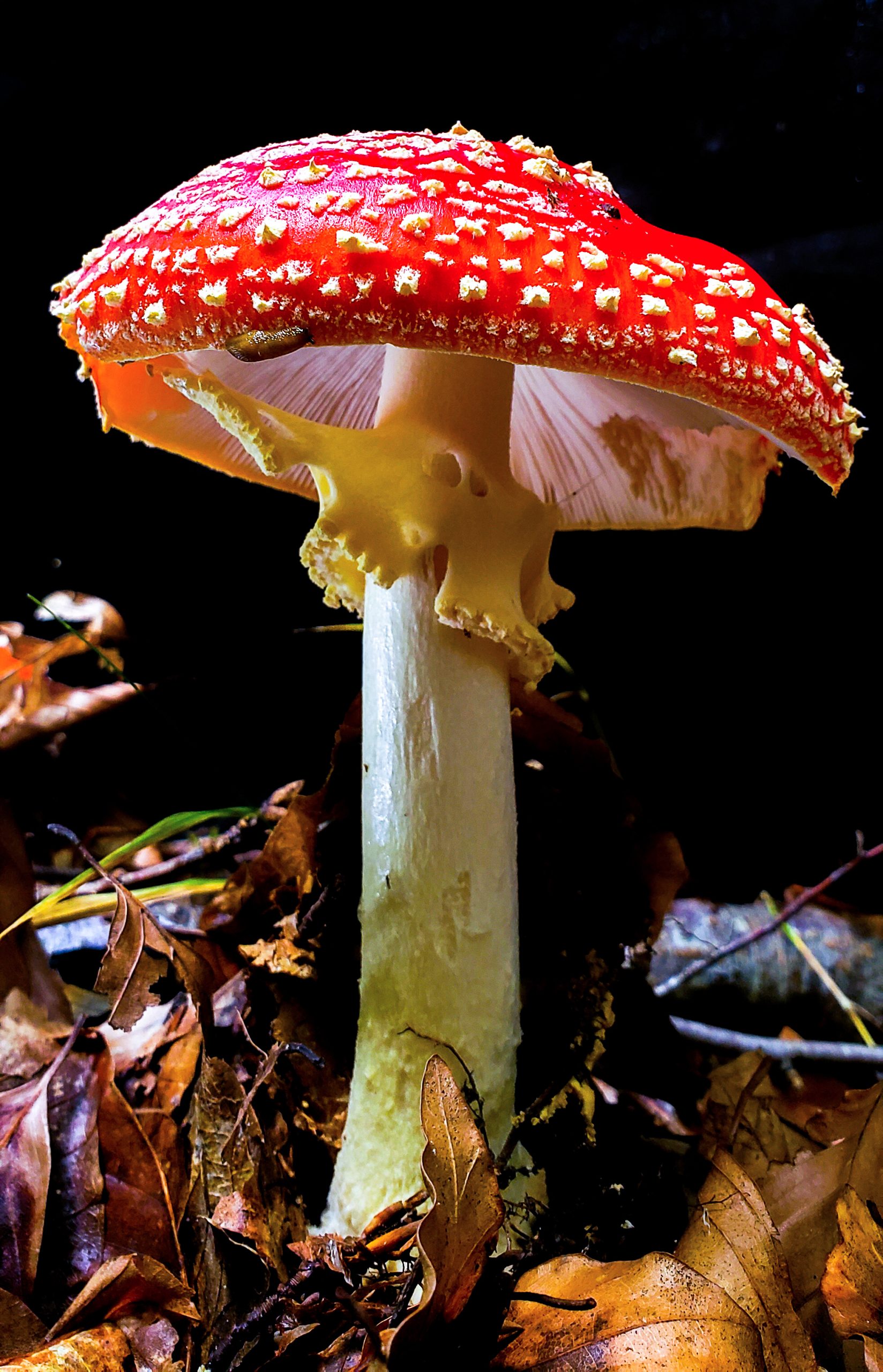 Mushroom in forest setting showing natural ambient light conditions