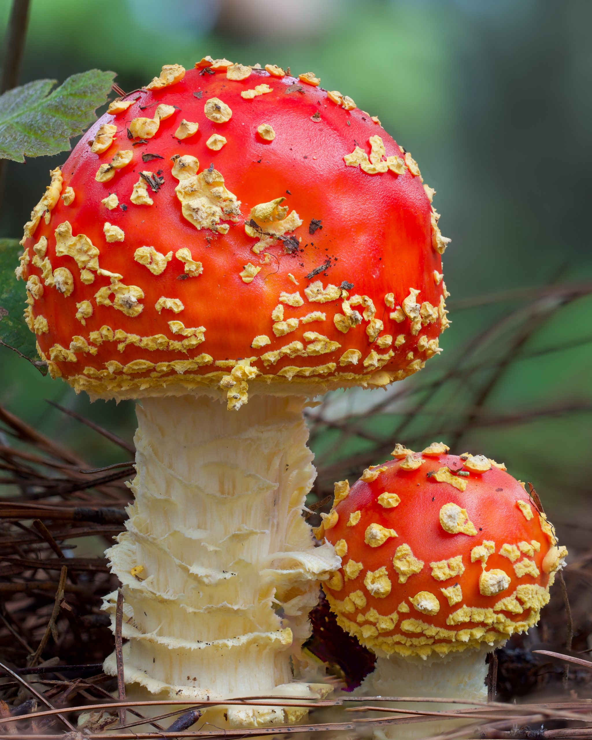 Amanita muscaria fly agaric mushroom photographed in the field