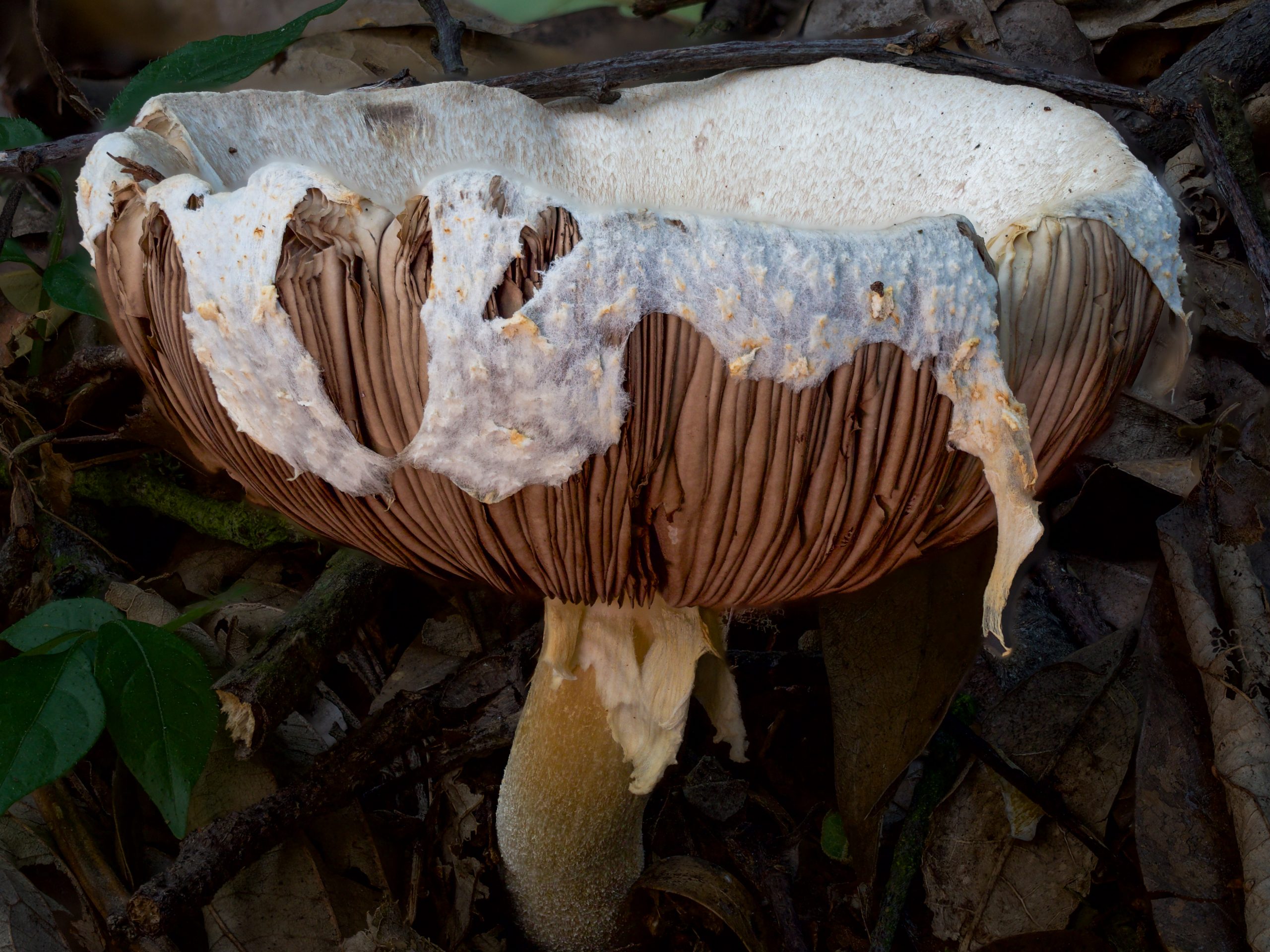 Agaricus mushroom showing even lighting across the cap and stem