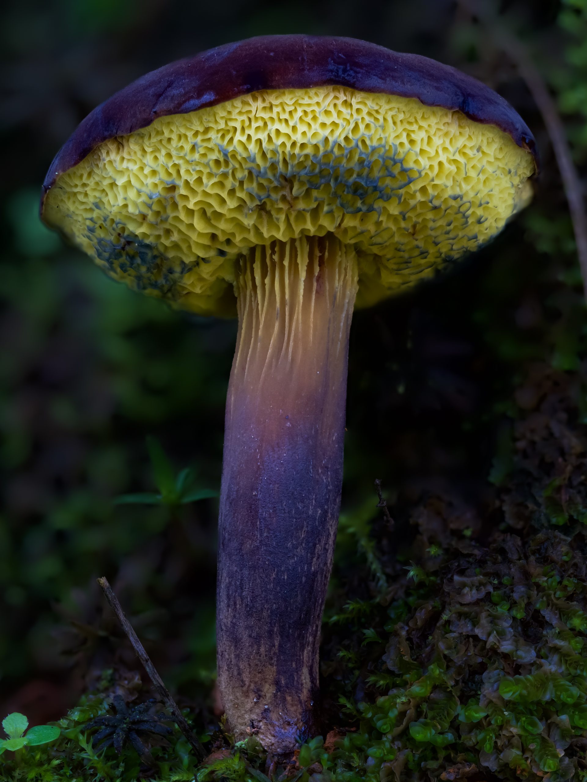 Black bolete mushroom showing the kind of detail and colour that good post processing can bring out