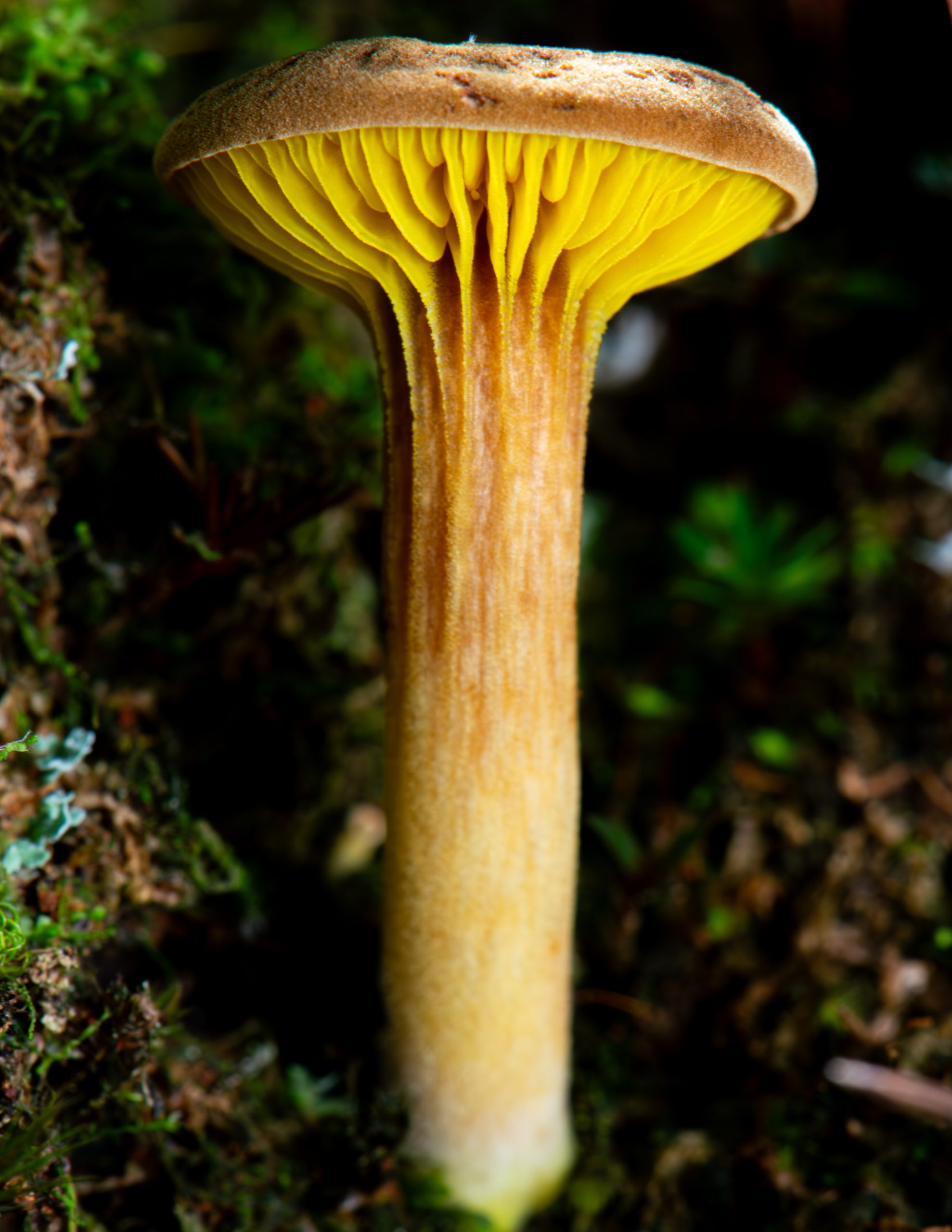 Mushroom photography in the field showing the kind of low ground level shots that require a tripod