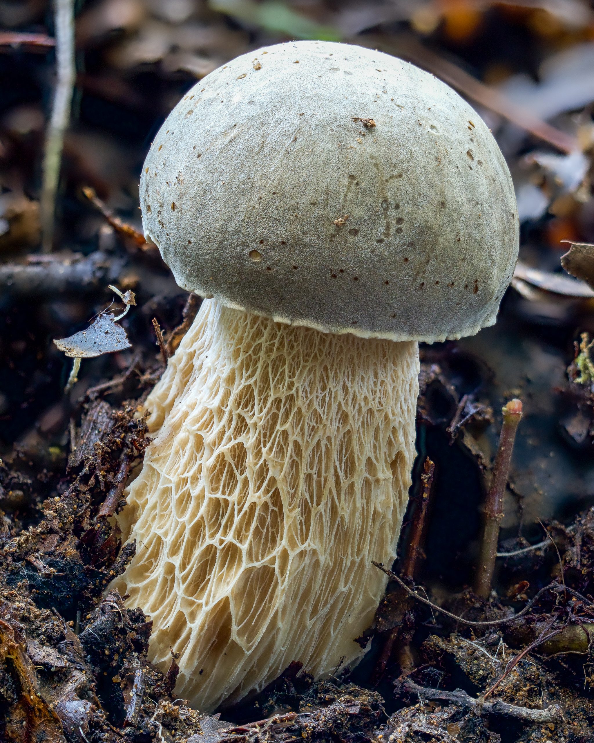 Small mushroom photographed with a macro lens showing fine detail impossible to capture otherwise
