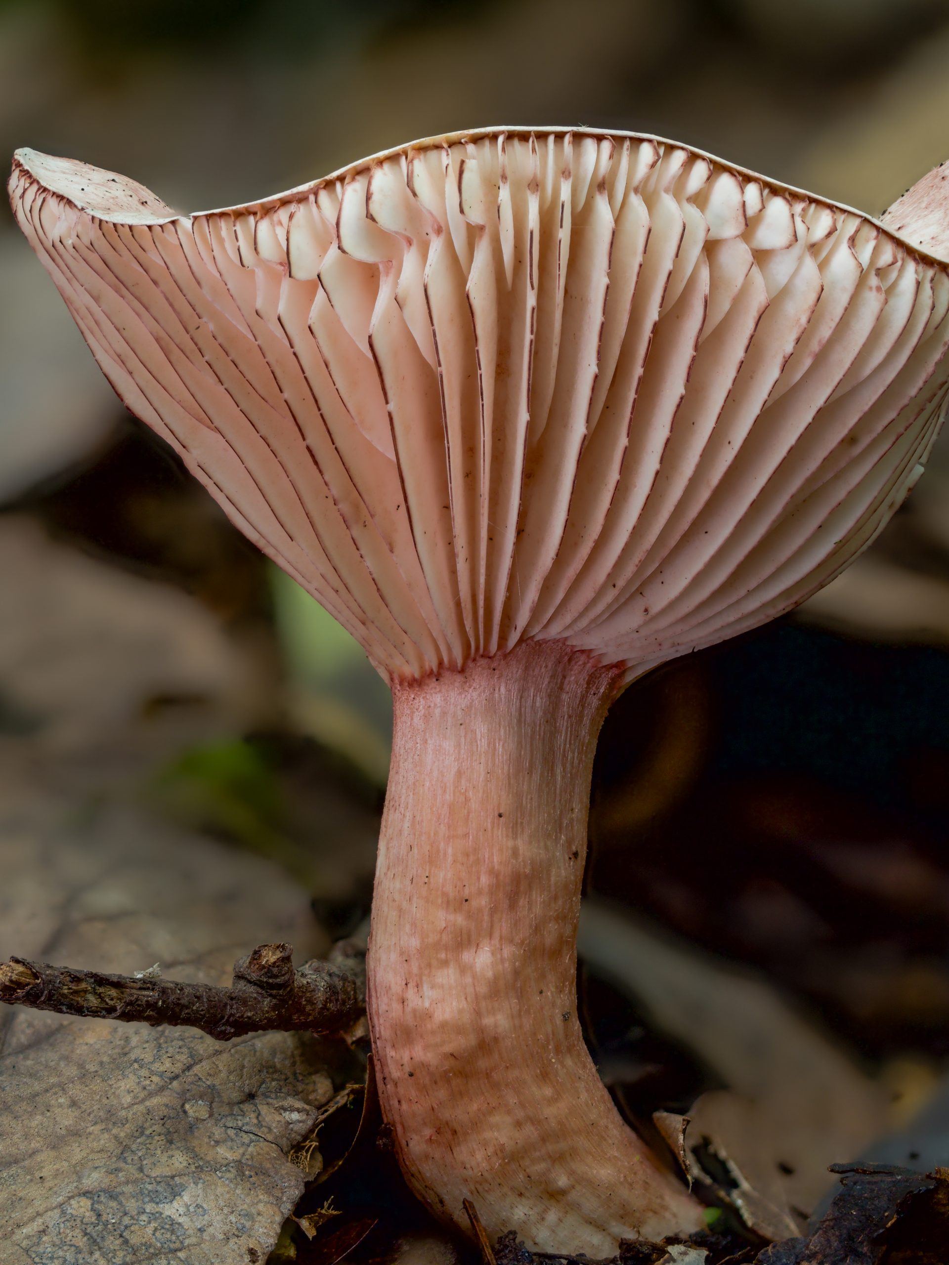 Hygrophorus mushroom photographed in soft natural light showing even colour and texture