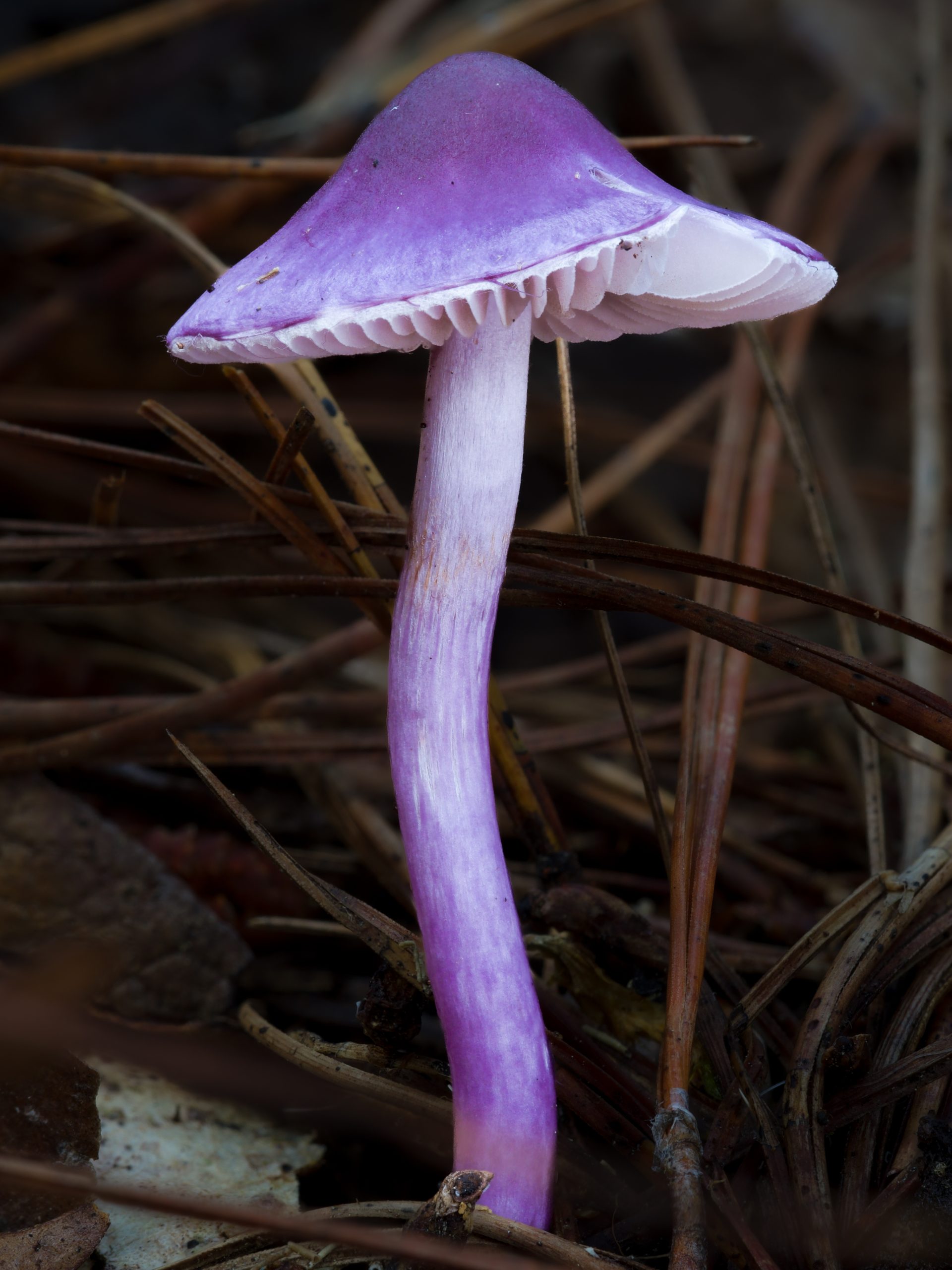 Inocybe lilacina mushroom with sharp focus throughout the cap and stem achieved through focus stacking