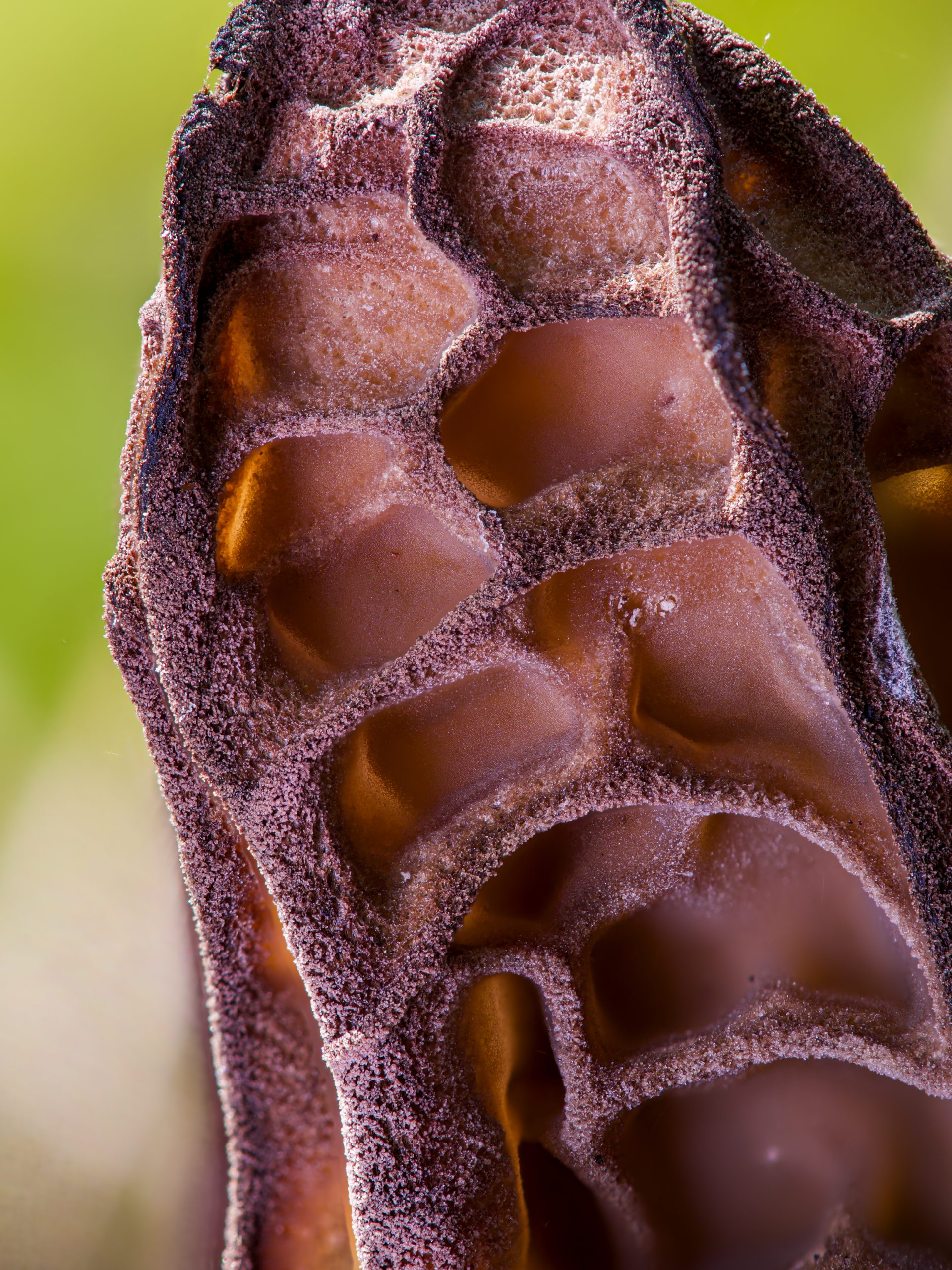Close up macro photo of a Morchella mushroom achieved with tripod stability