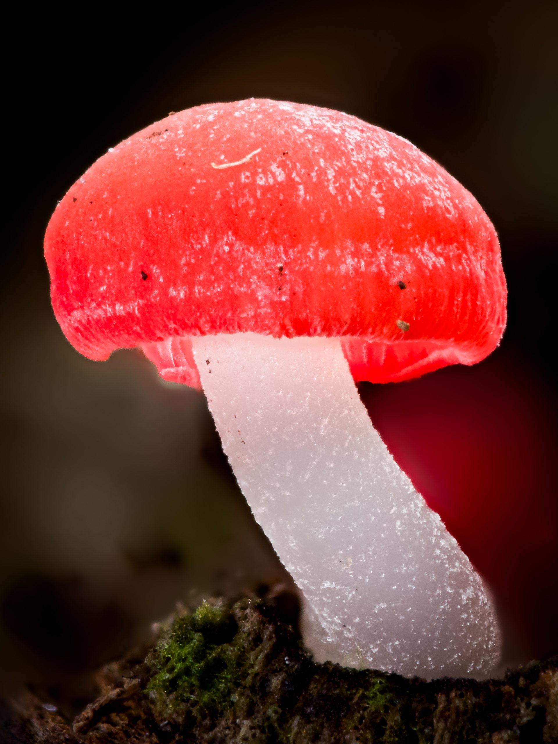 Mycena mushroom photographed with controlled LED lighting
