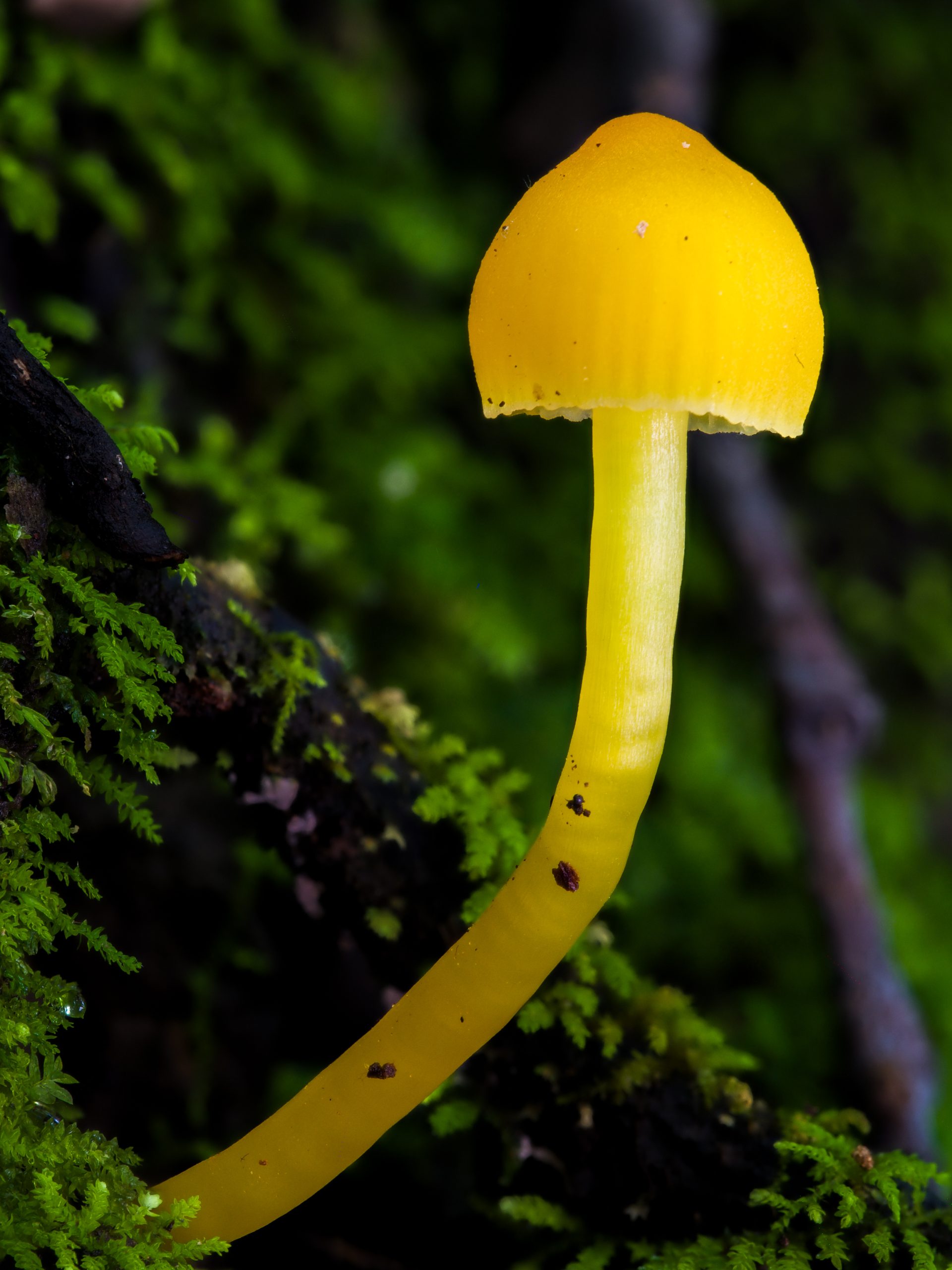 Macro photo of Mycena mushroom showing the fine detail achievable with a stable tripod setup