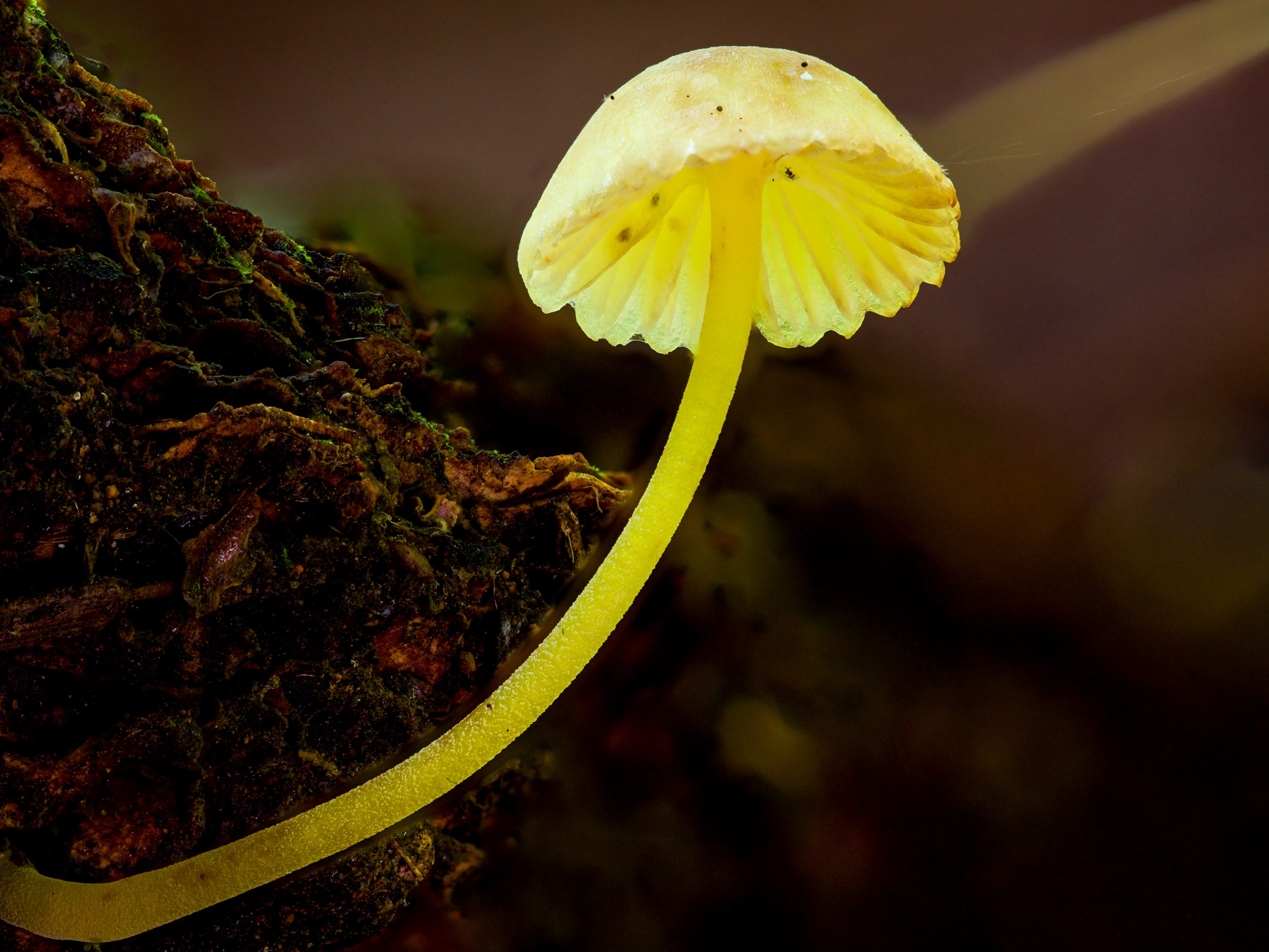 Mycena mushroom showing translucent cap lit carefully