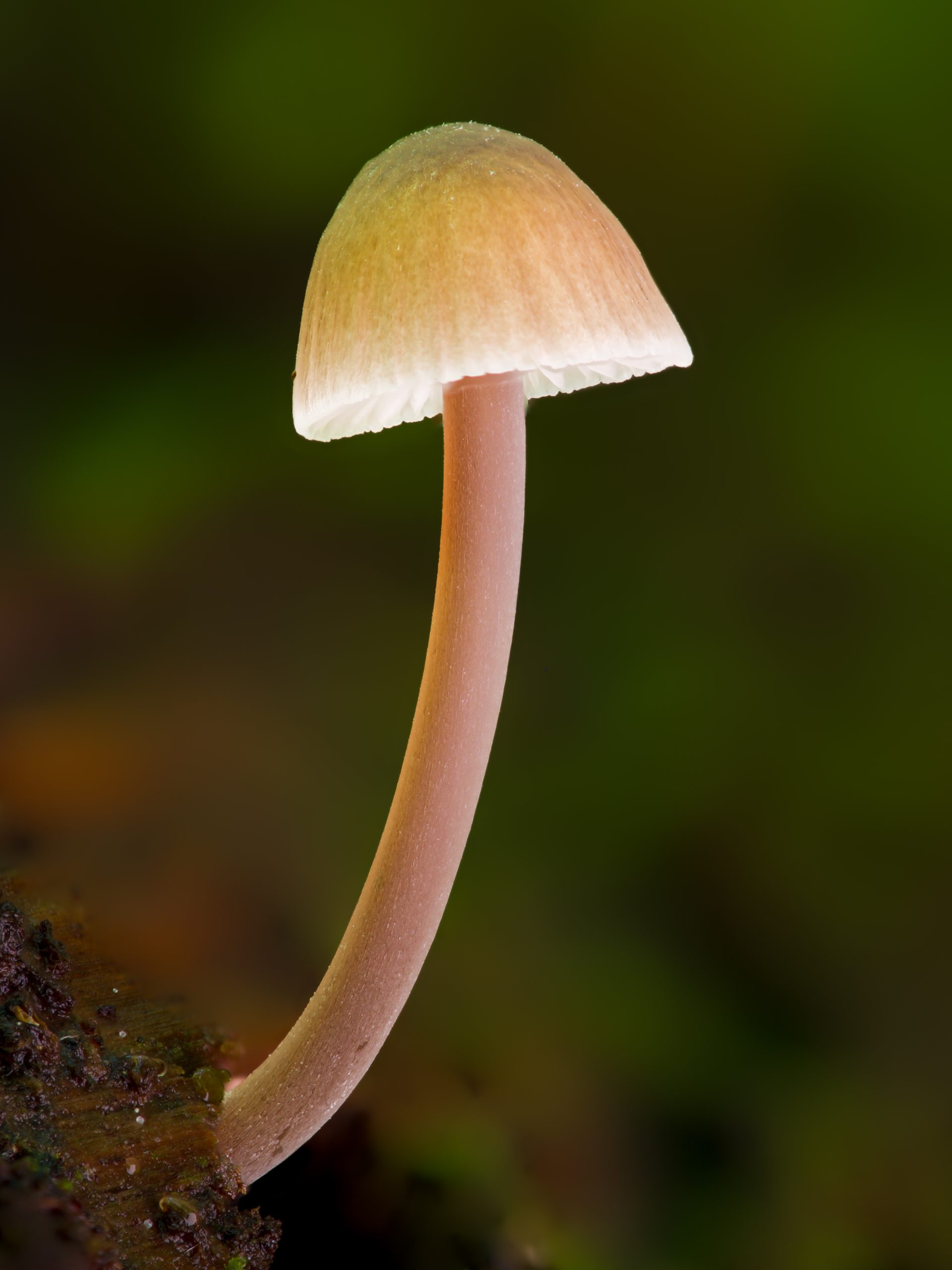 Mycena mushroom photographed from a low angle showing the underside of the cap and the stem