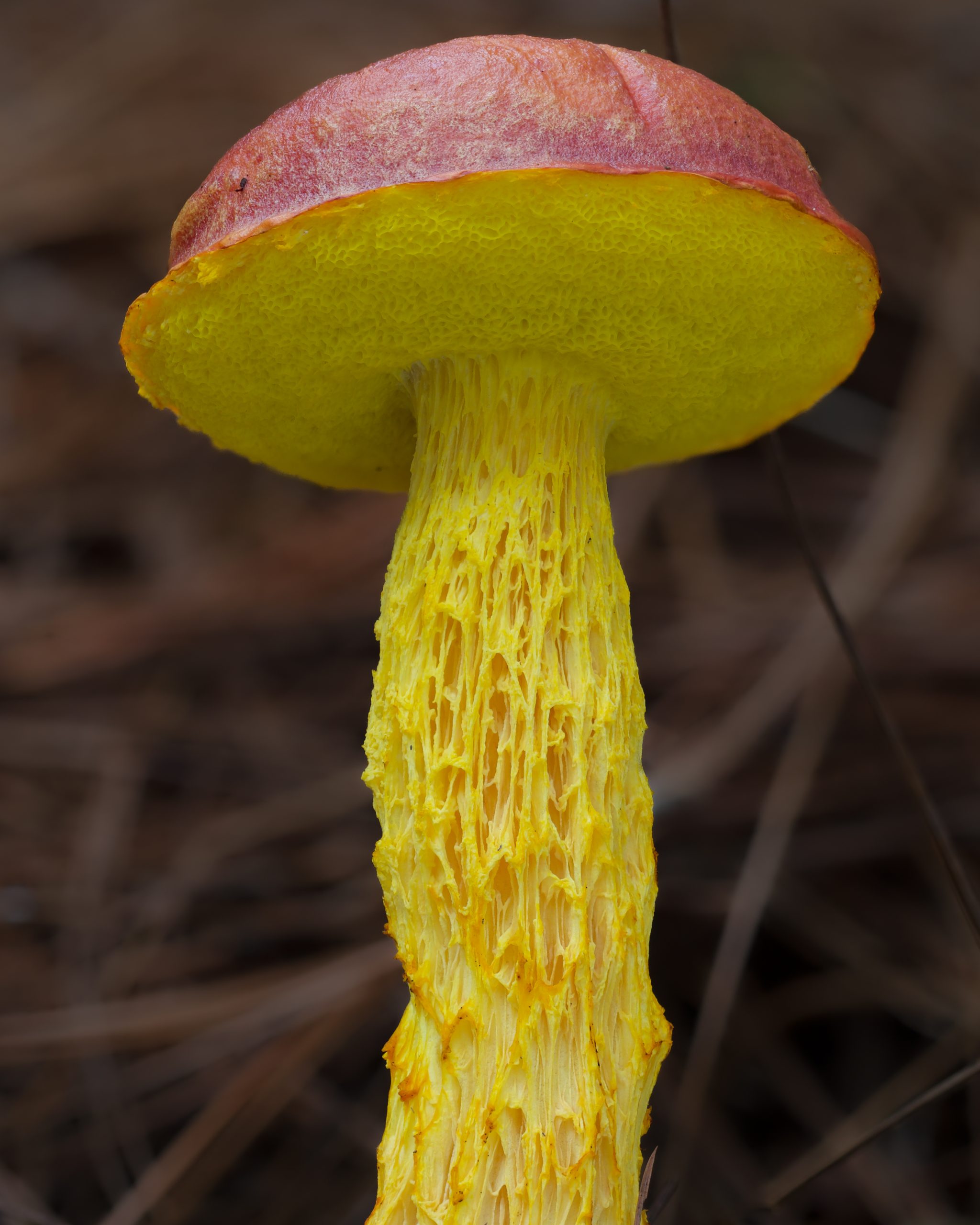Russula mushroom with gills lit from below showing the detail and character that underlighting brings out
