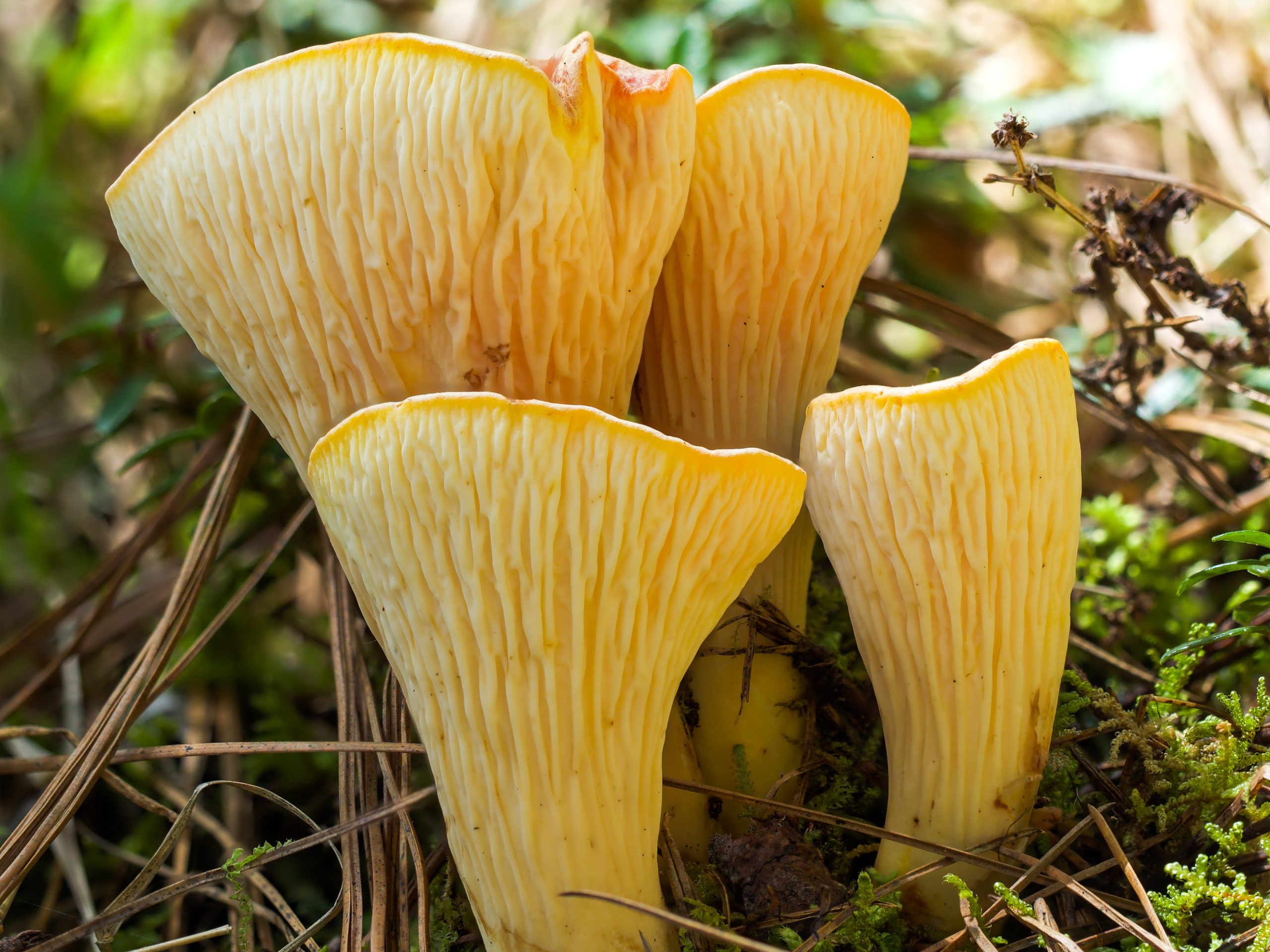 Turbinellus floccosus mushroom in prime condition showing why choosing the right specimen matters