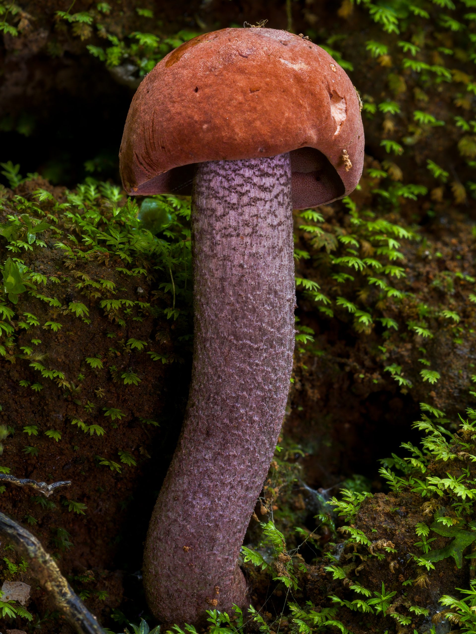 Mushroom photography example showing sharp detail from a well executed focus stack on a stable tripod