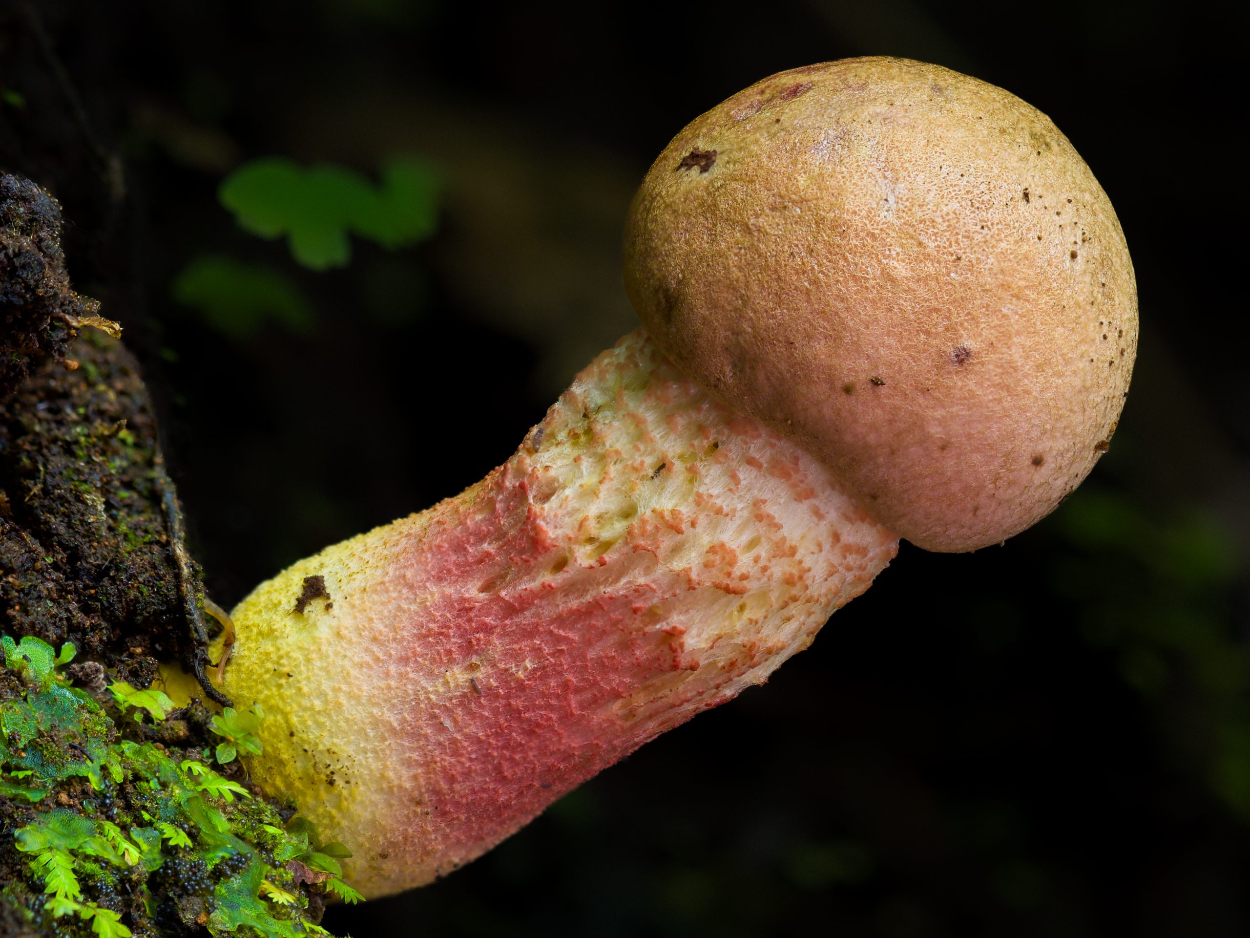 Bolete mushroom photographed showing warm even illumination from reflected natural light