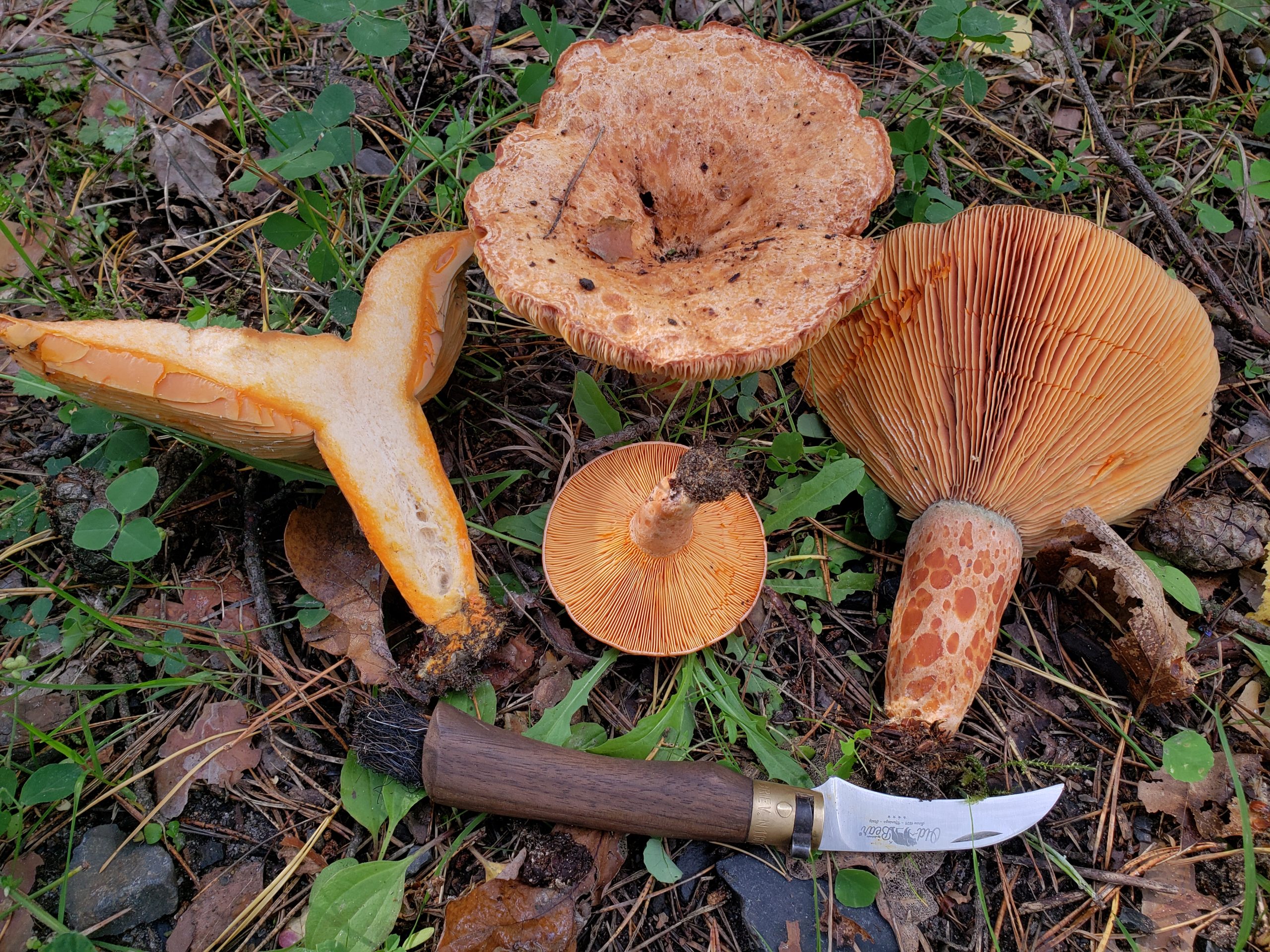 Lactarius deliciosus saffron milk cap photographed with a knife for scale and a cut specimen showing the interior