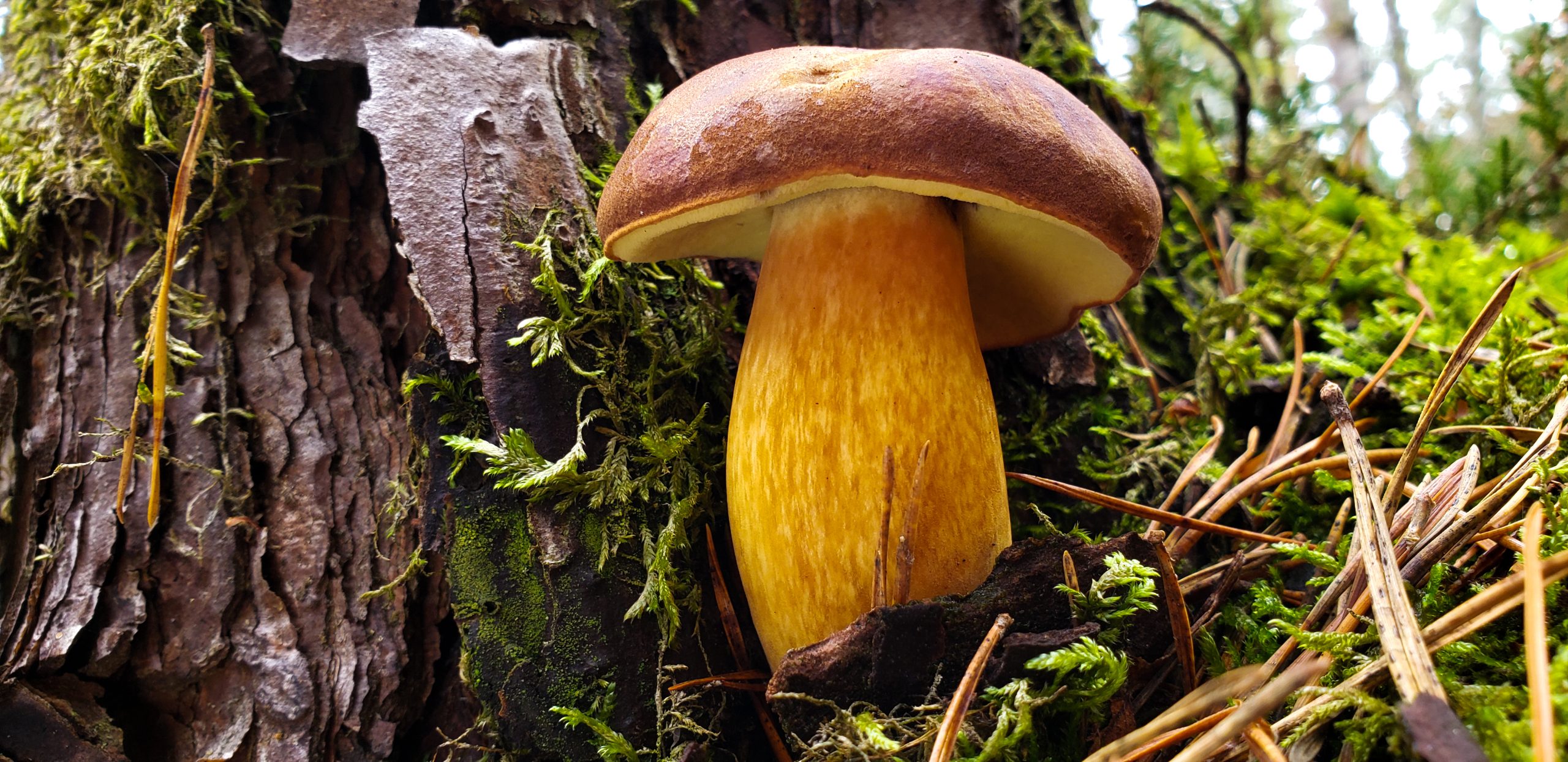 Imleria bolete mushroom photographed with a phone camera in the field