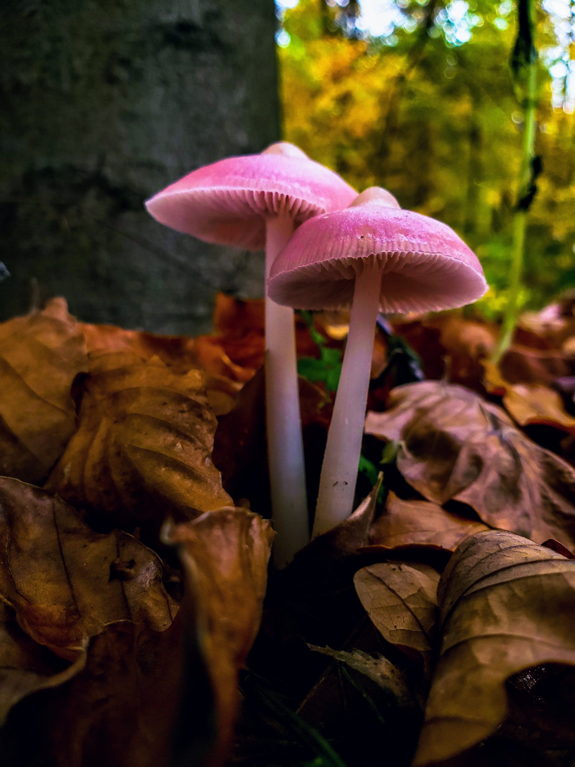 Mycena rosea mushroom photographed with a phone showing what good natural light can achieve