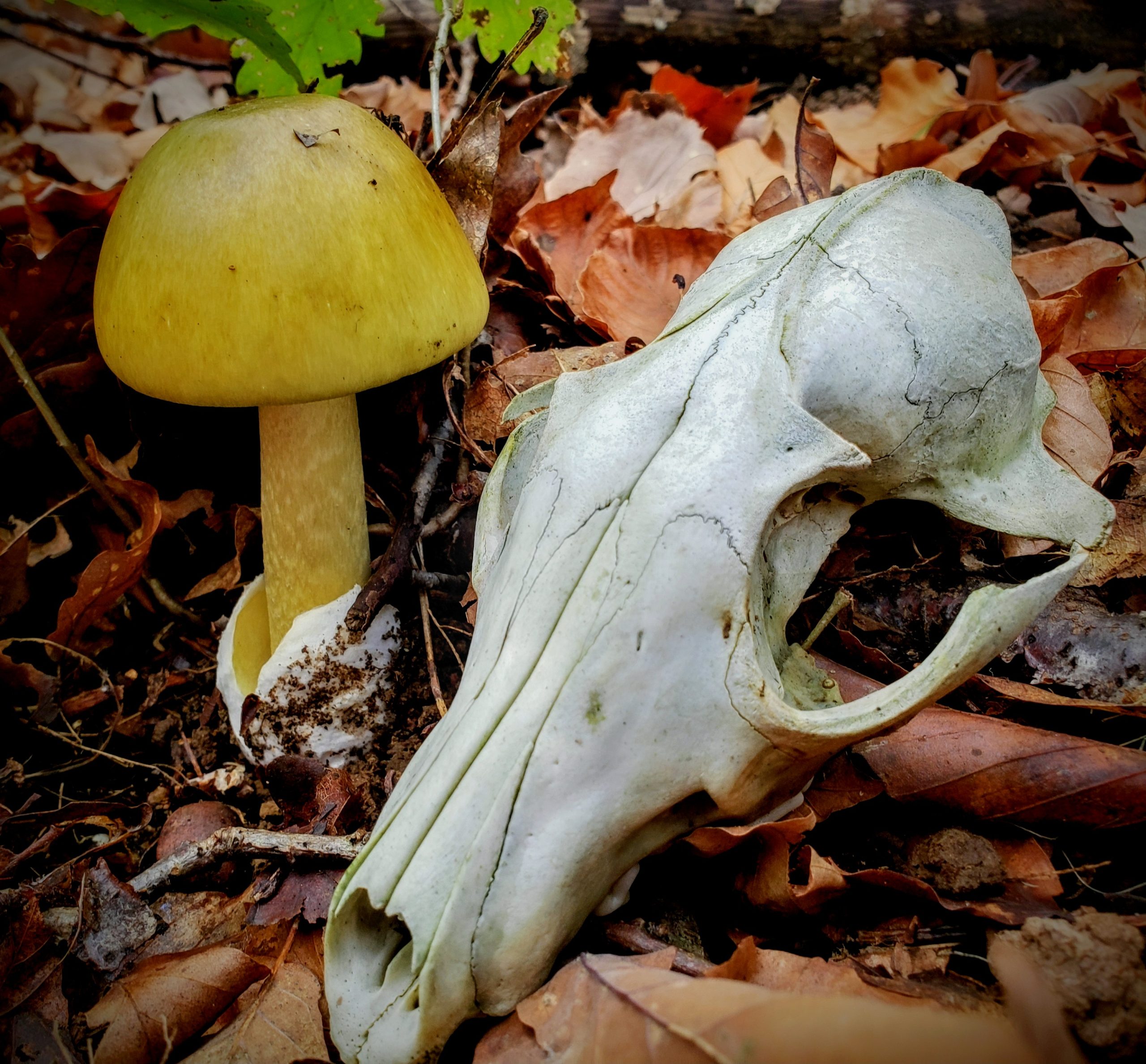 Amanita phalloides death cap mushroom photographed with a skull prop to emphasise its toxicity