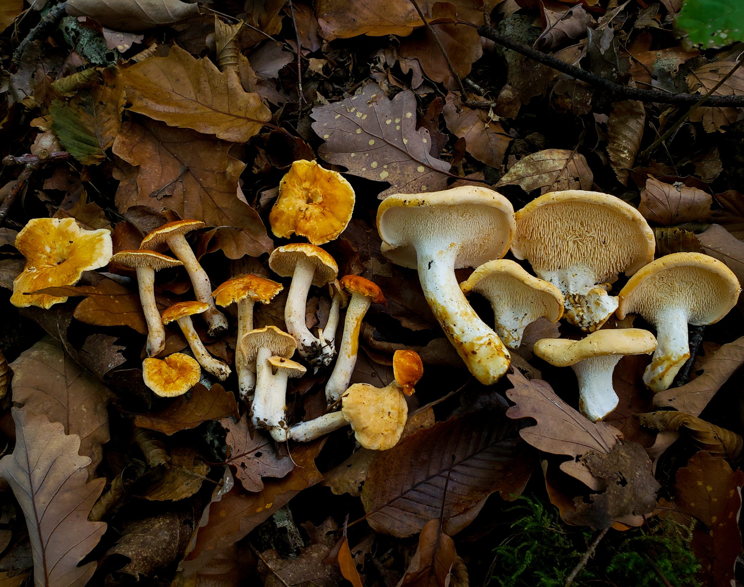 Two species of hedgehog mushrooms Hydnum photographed together showing gill detail and comparative size