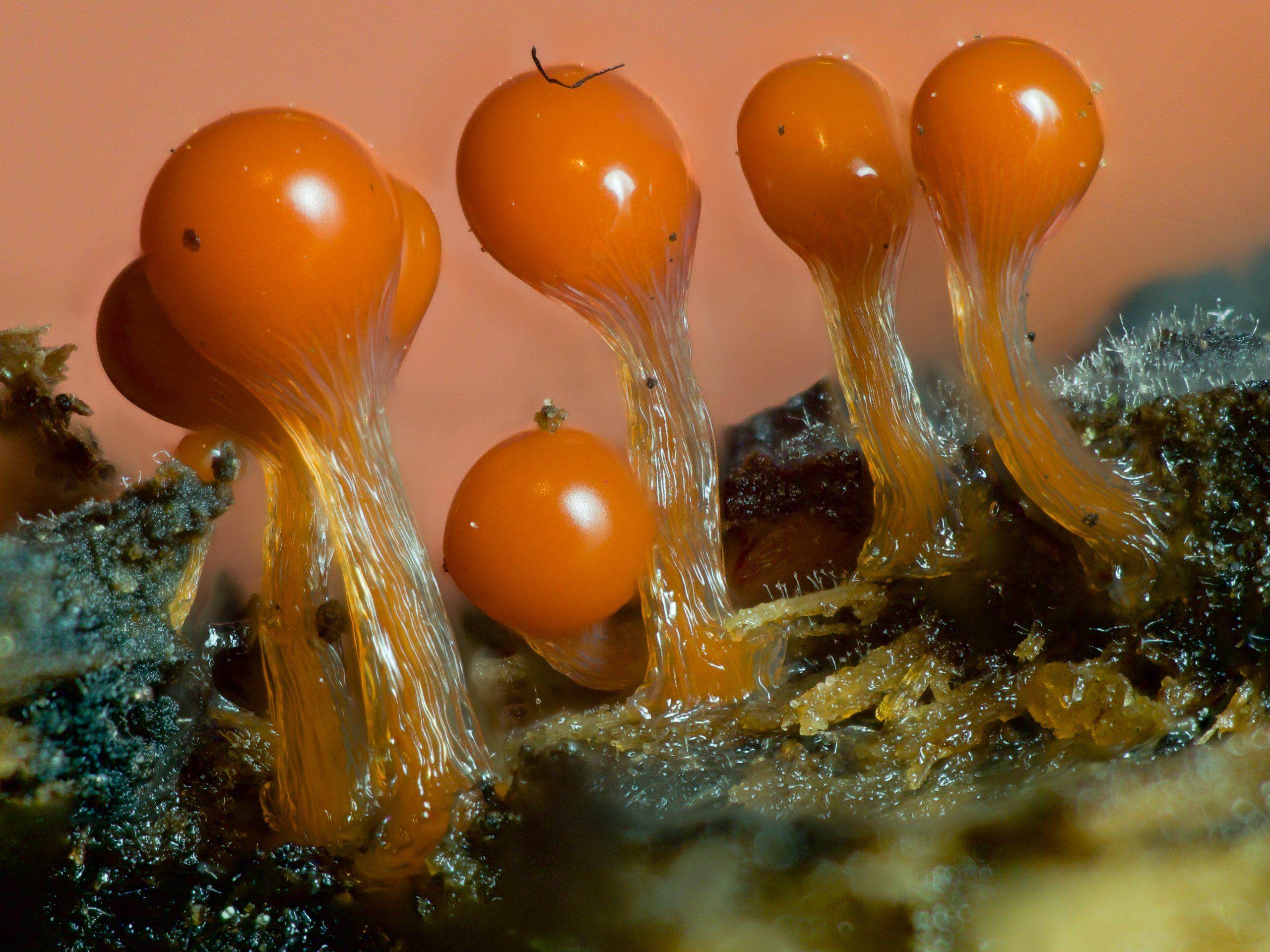 Bright orange slime mold sporangia photographed in detail on woody debris