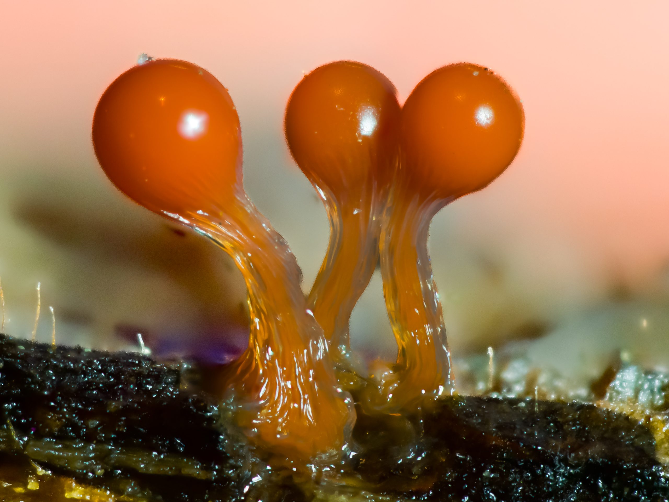 Detailed close up photograph of slime mold sporangia showing fine structural detail
