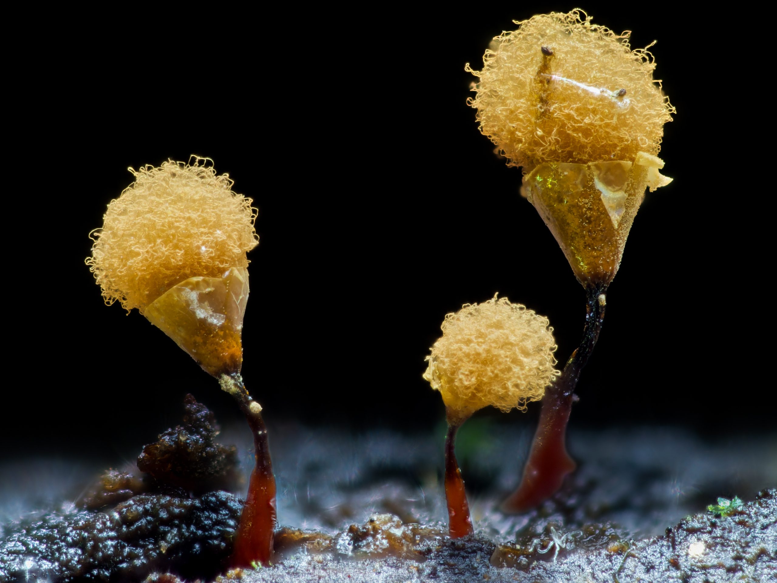 Slime mold sporangia found on the shaded underside of a log