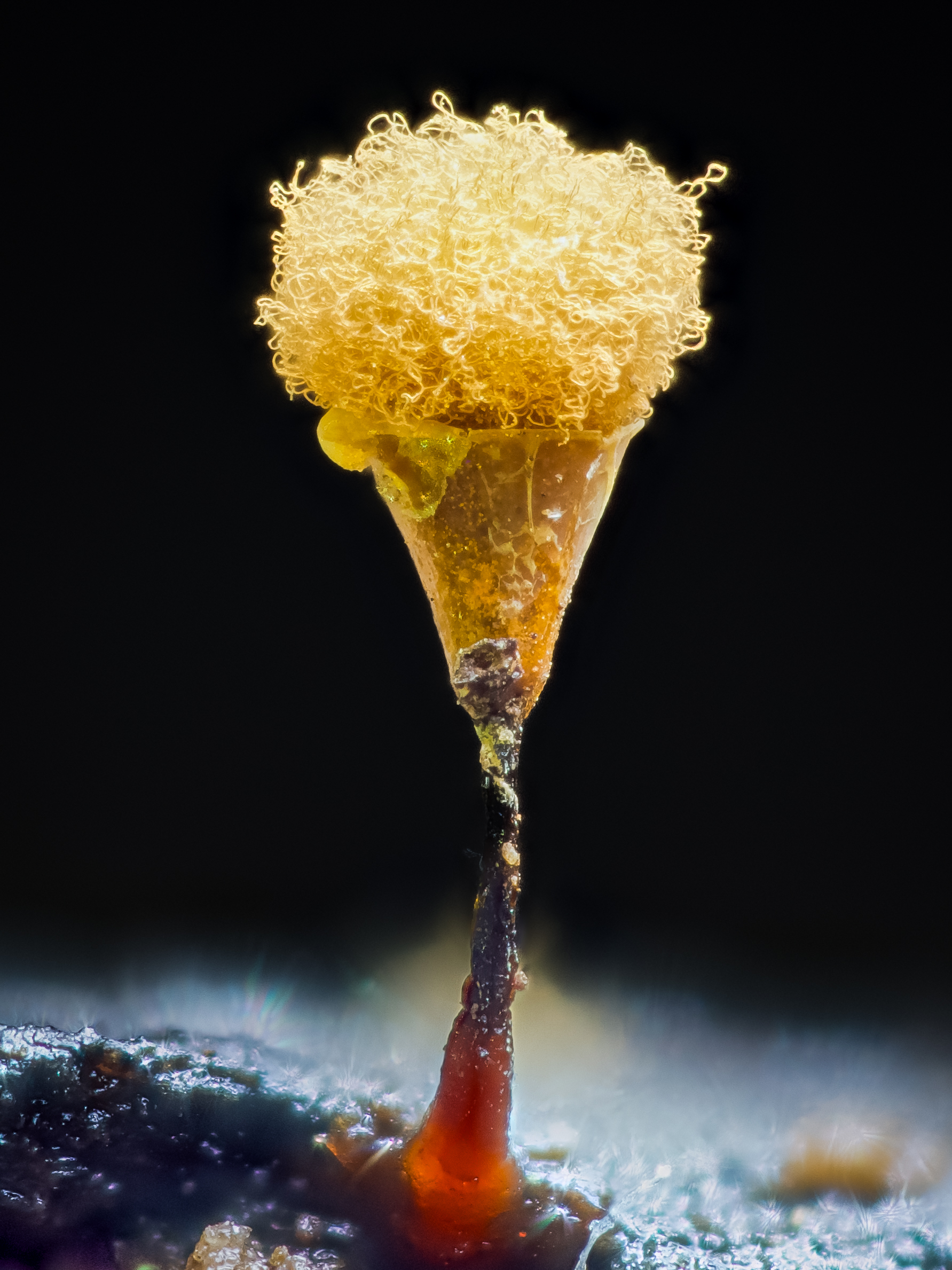 Slime mold fruiting bodies found on woody debris in a forest