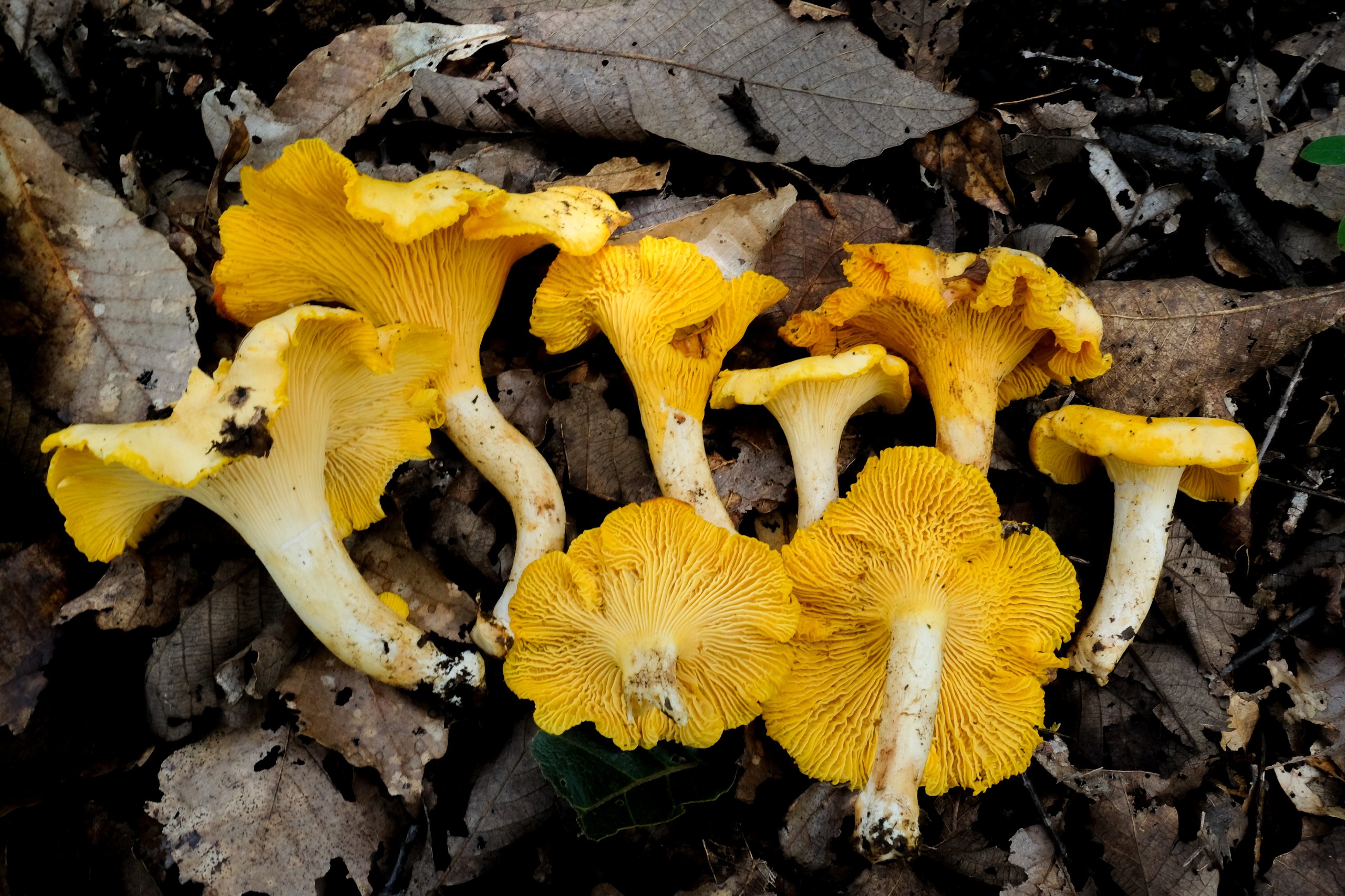 Cantharellus chanterelle mushroom photographed in the field showing the golden yellow colour and wavy cap