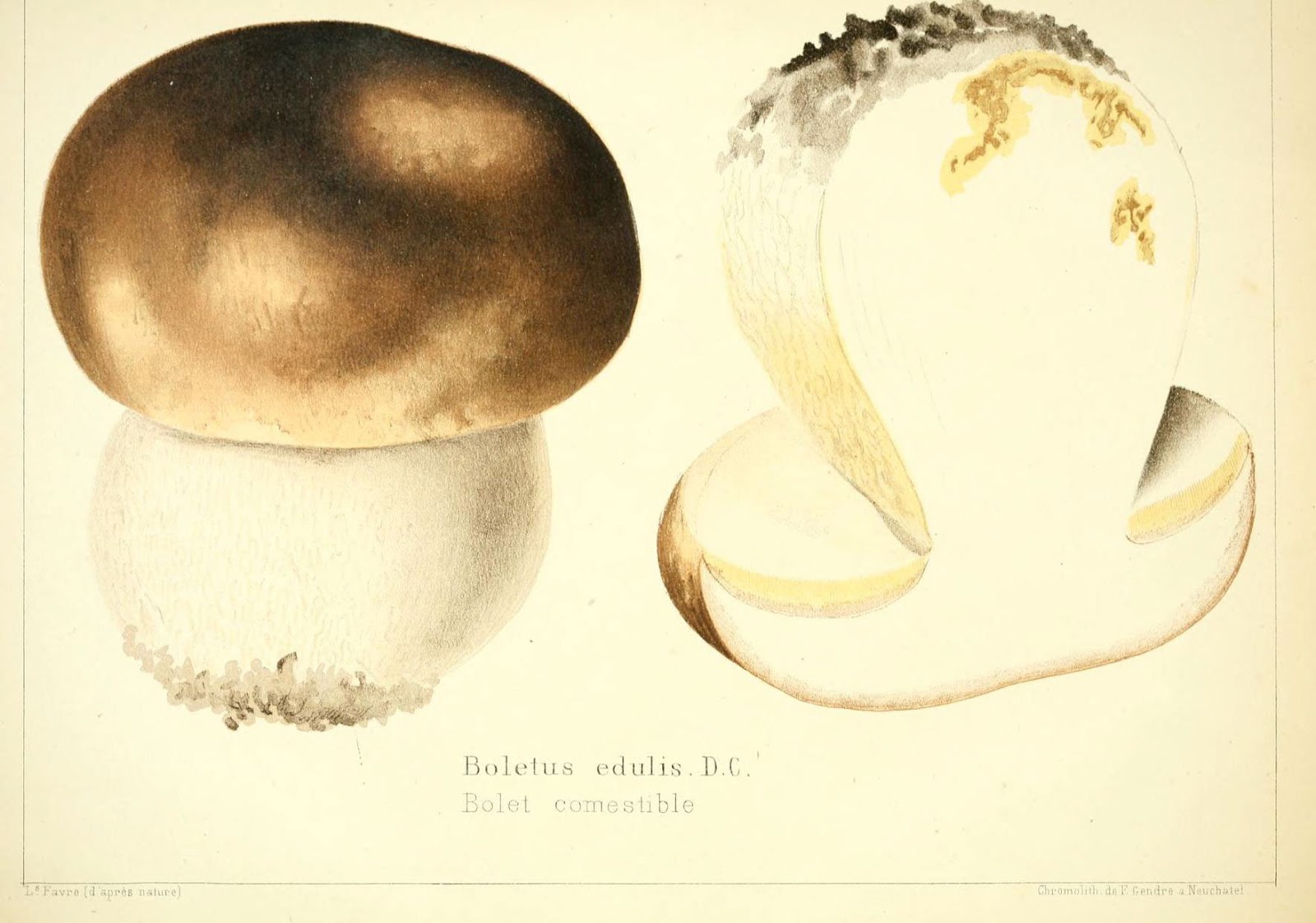 Boletus edulis illustration or photograph showing the classic King Bolete form