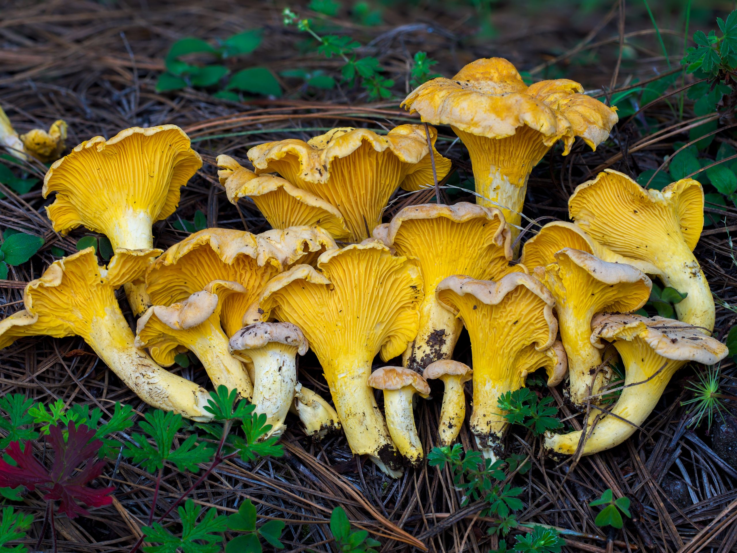 Cantharellus roseocanus chanterelle mushroom photographed in the field