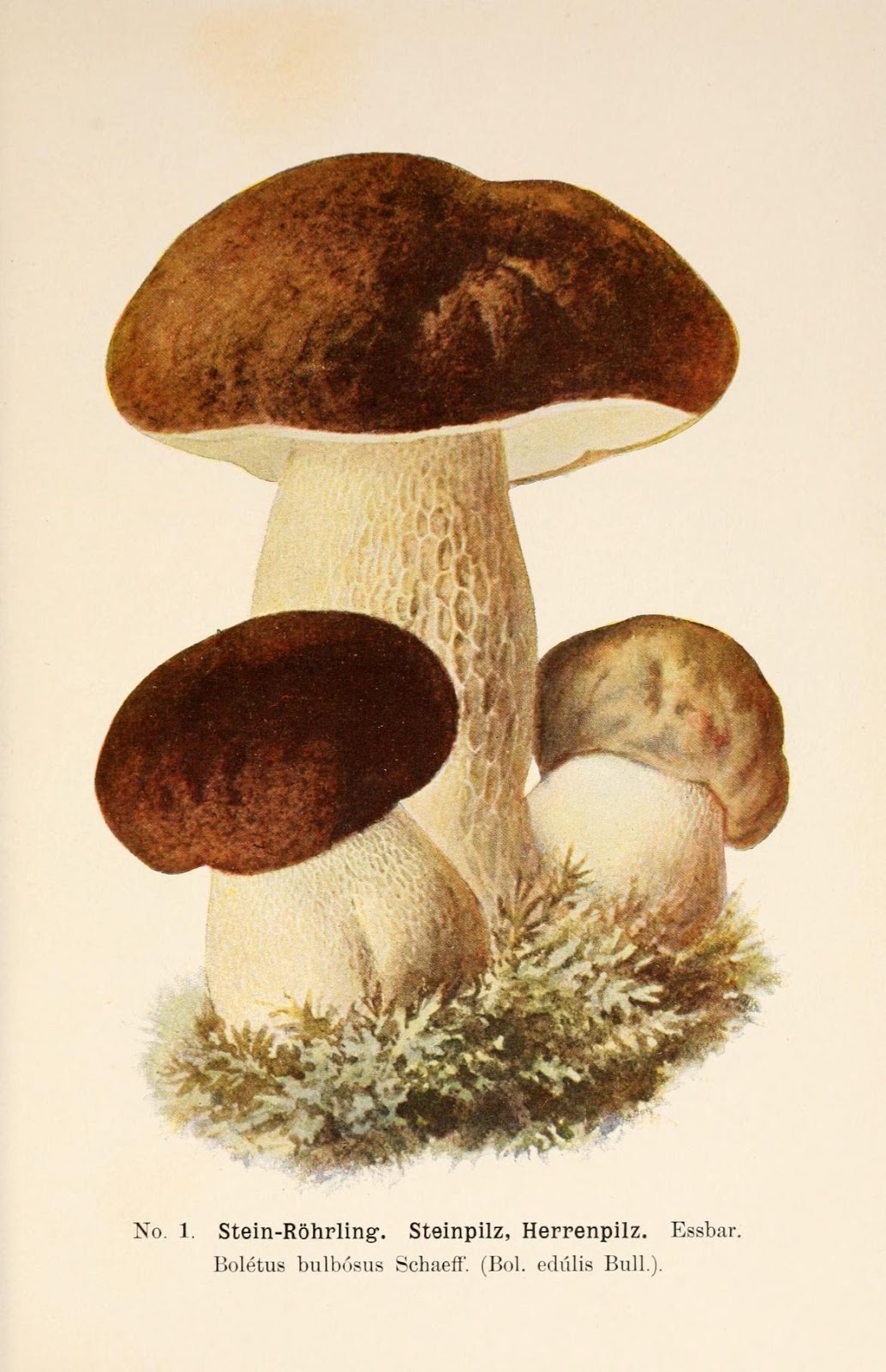 Boletus mushroom in natural forest setting