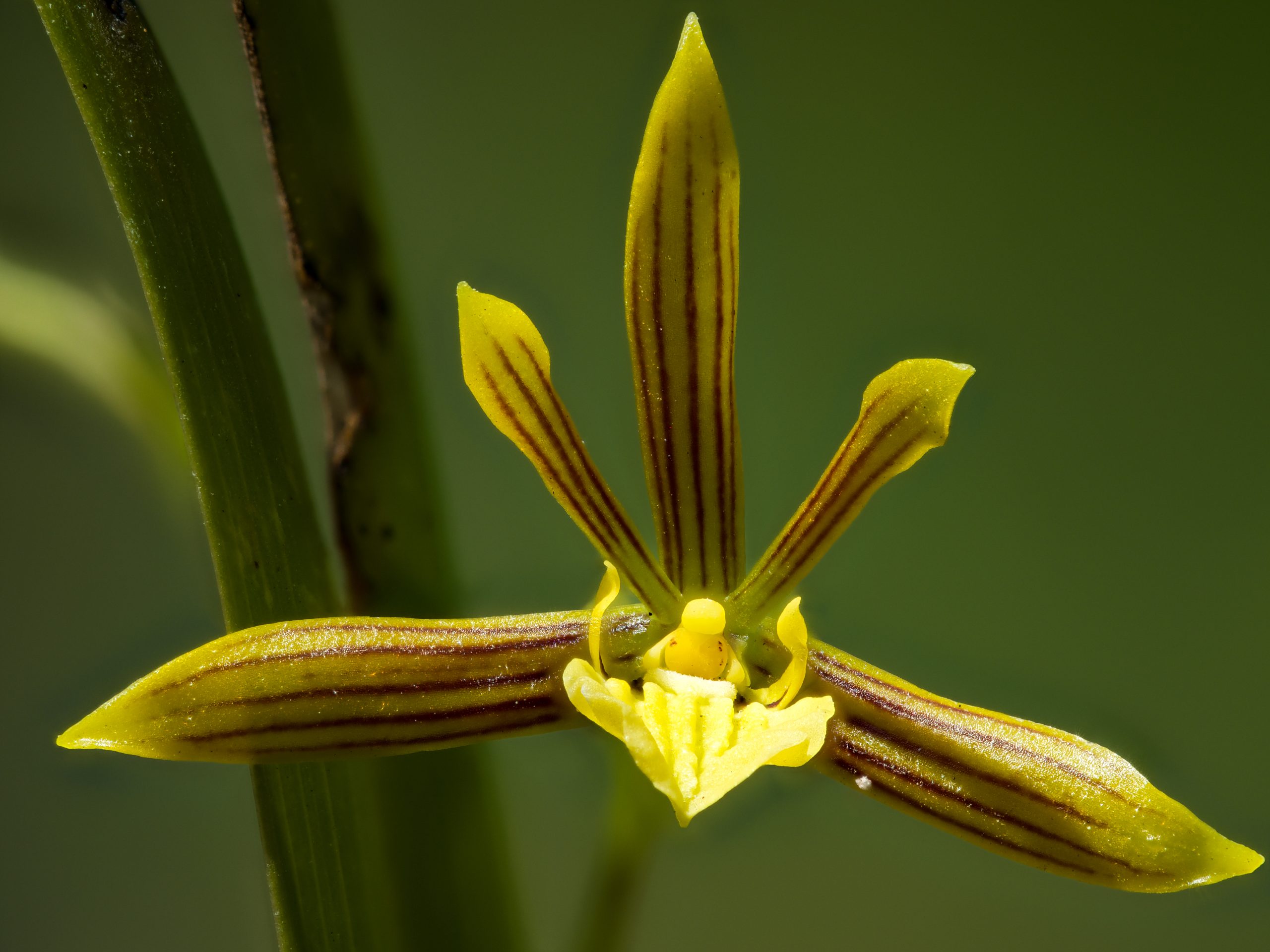 Wild orchid photographed from a low angle showing intricate flower structure