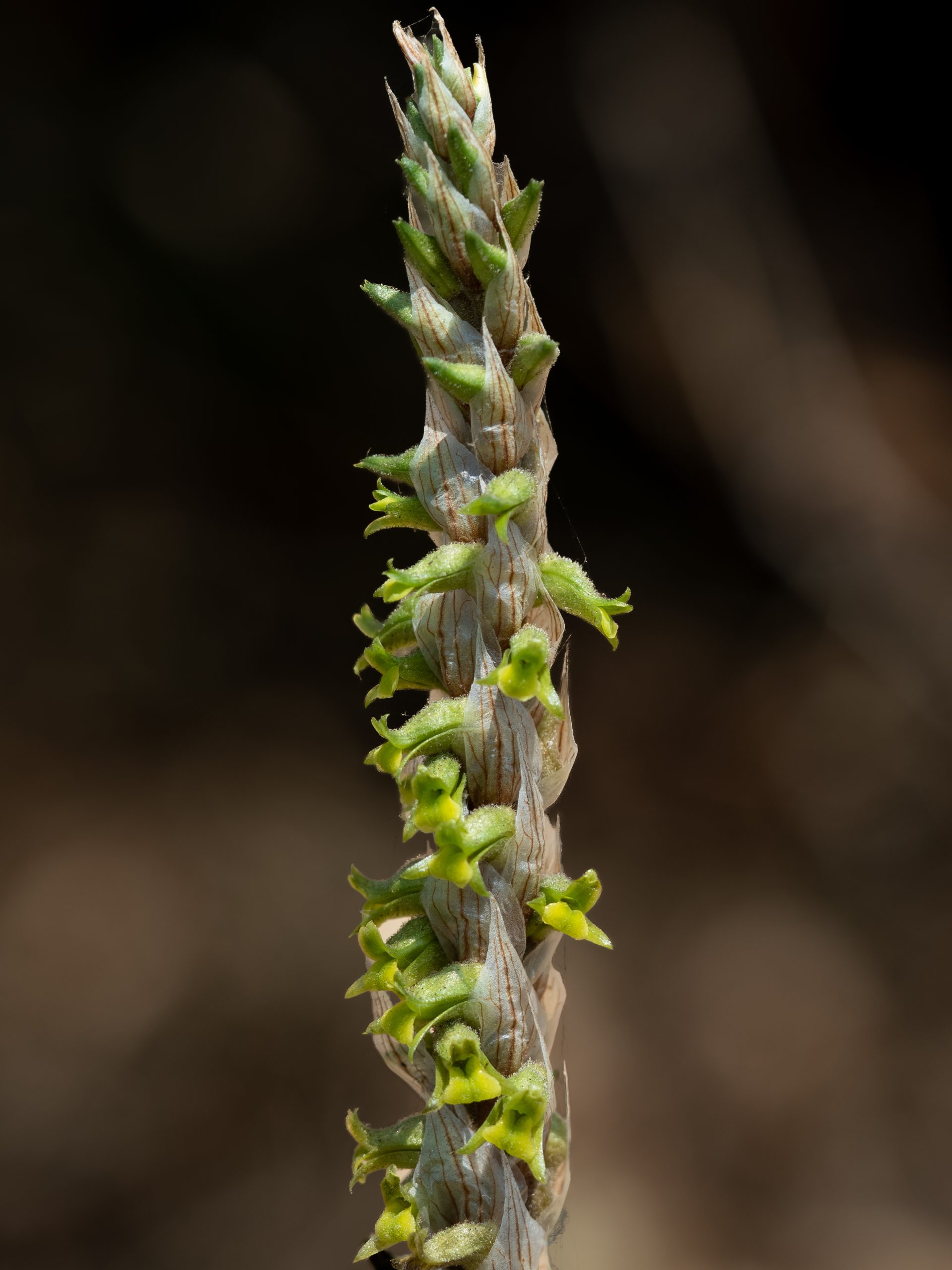 Schiedeella albovaginata small orchid photographed with tripod support for stability