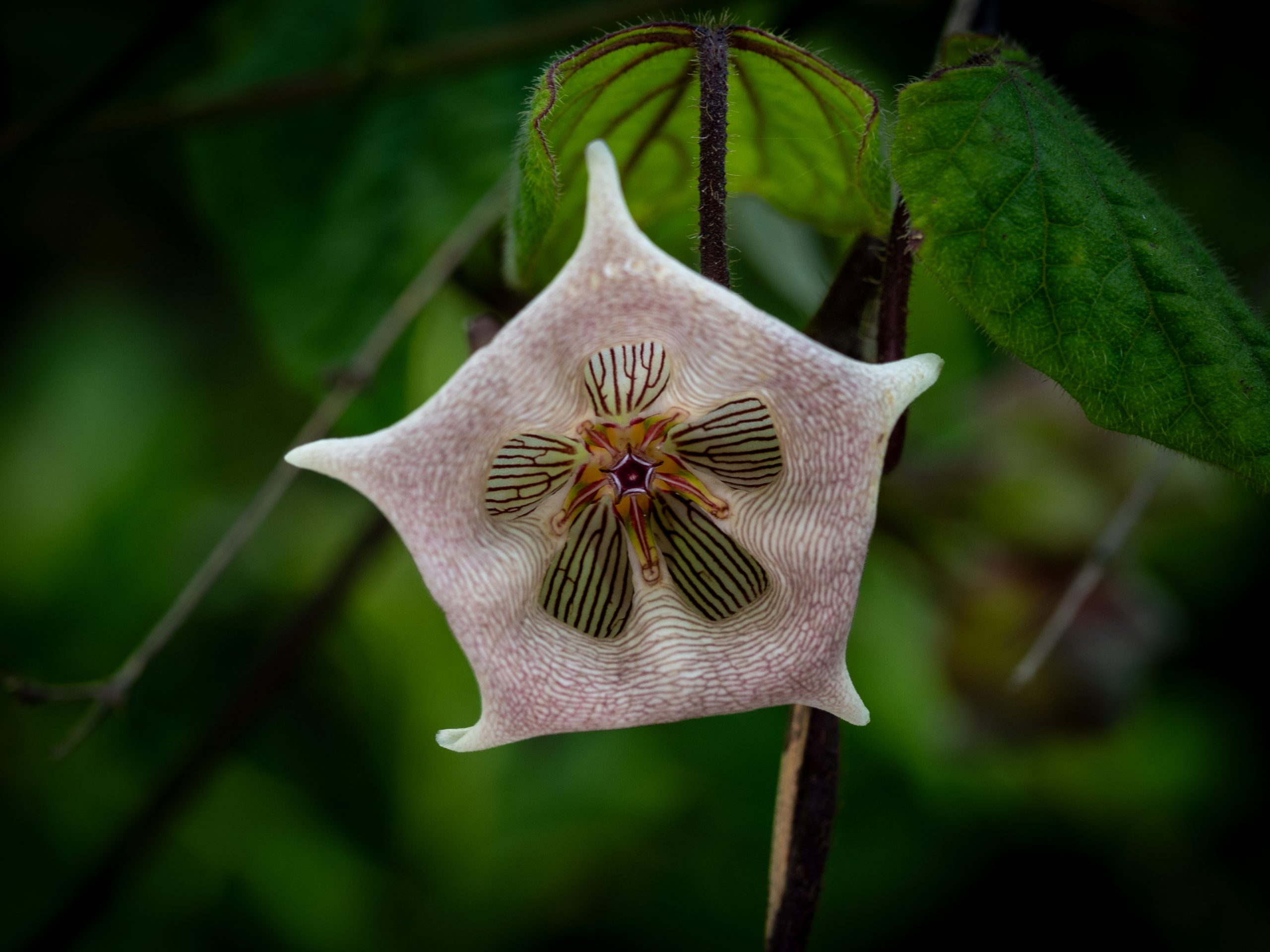 Wildflower photographed in soft natural light showing even colour and detail