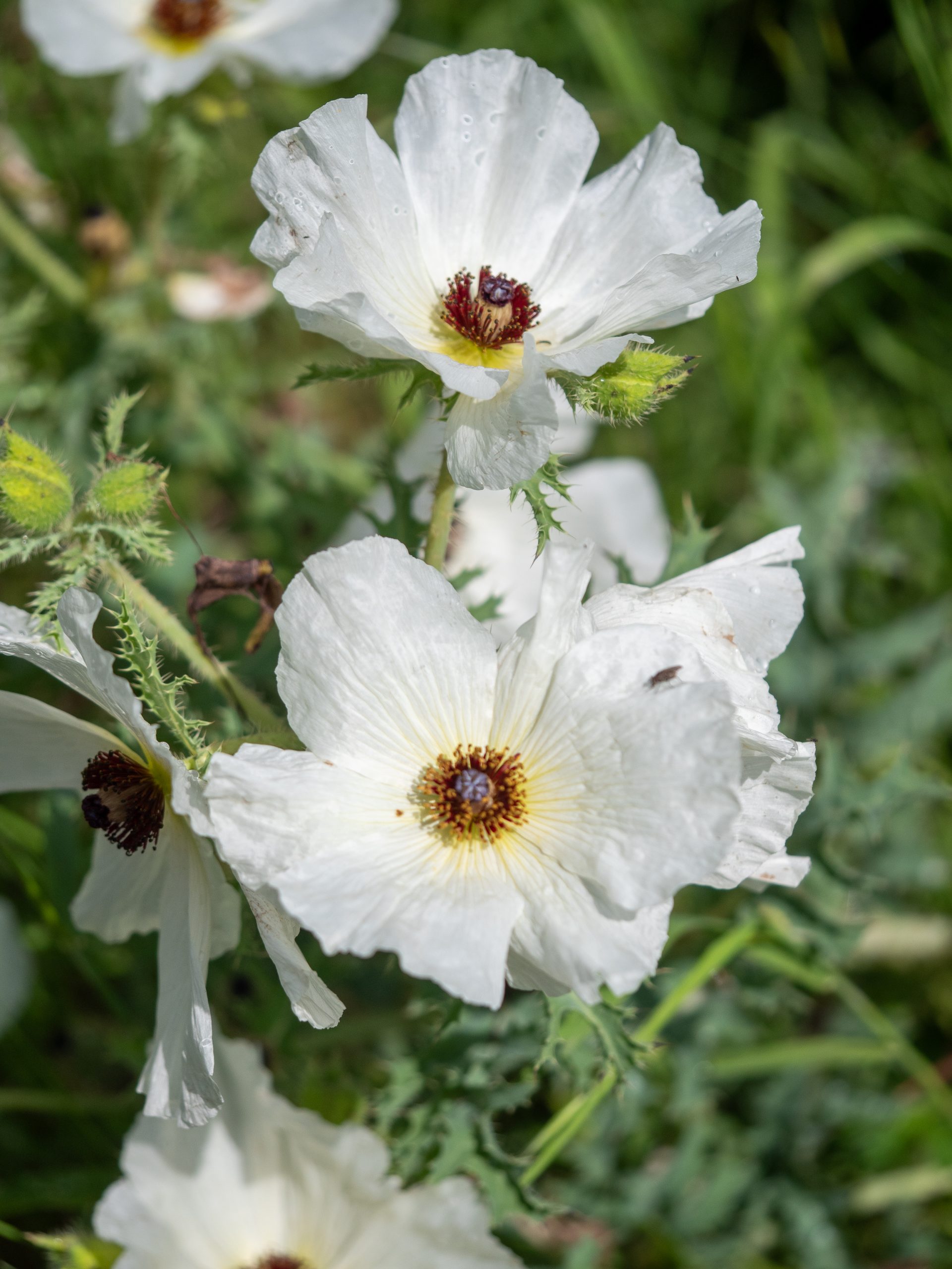Wildflower photographed in still morning air showing sharp focus achievable in calm conditions