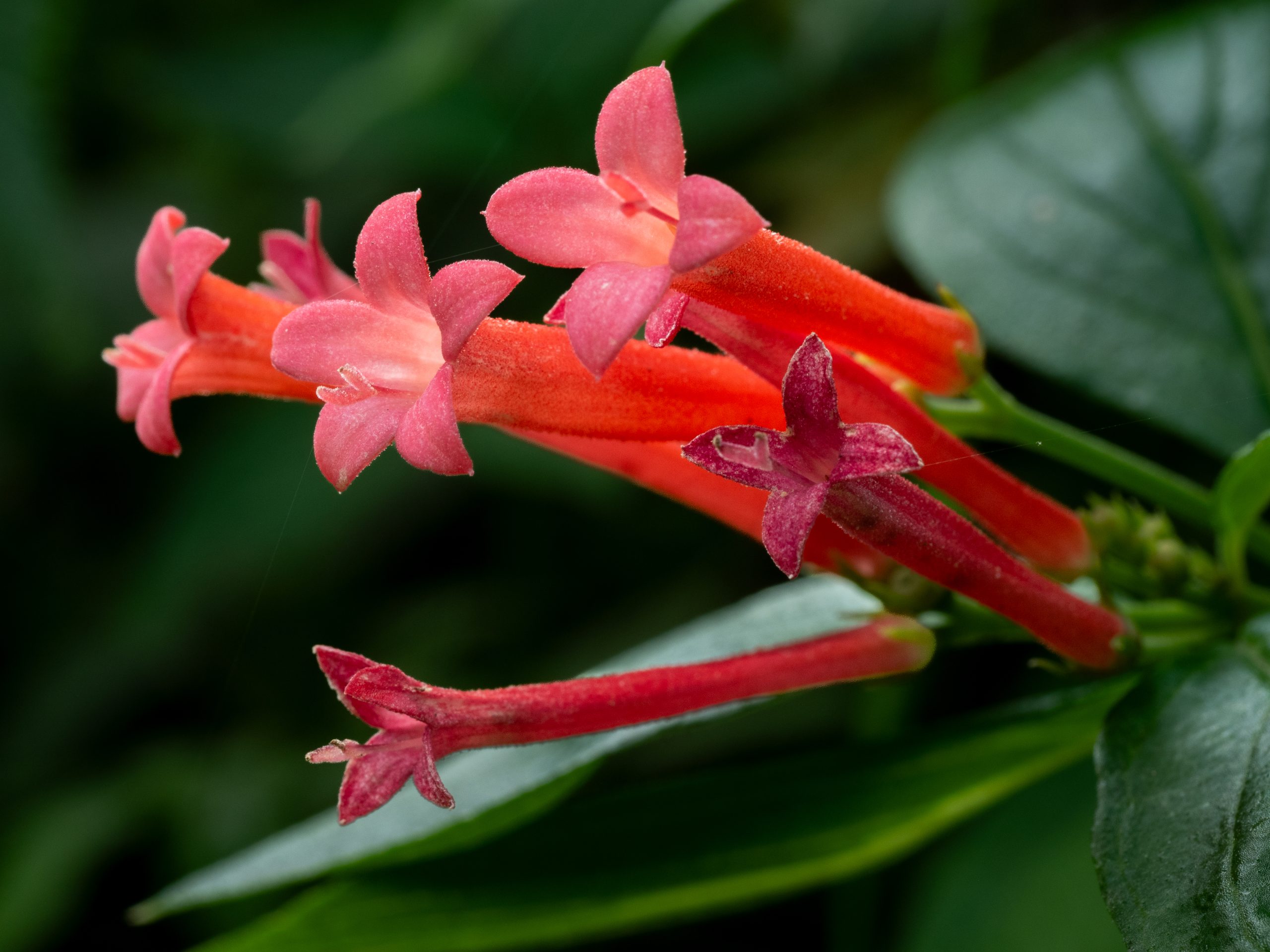 Wildflower photographed in the field showing macro detail of petals and flower structure