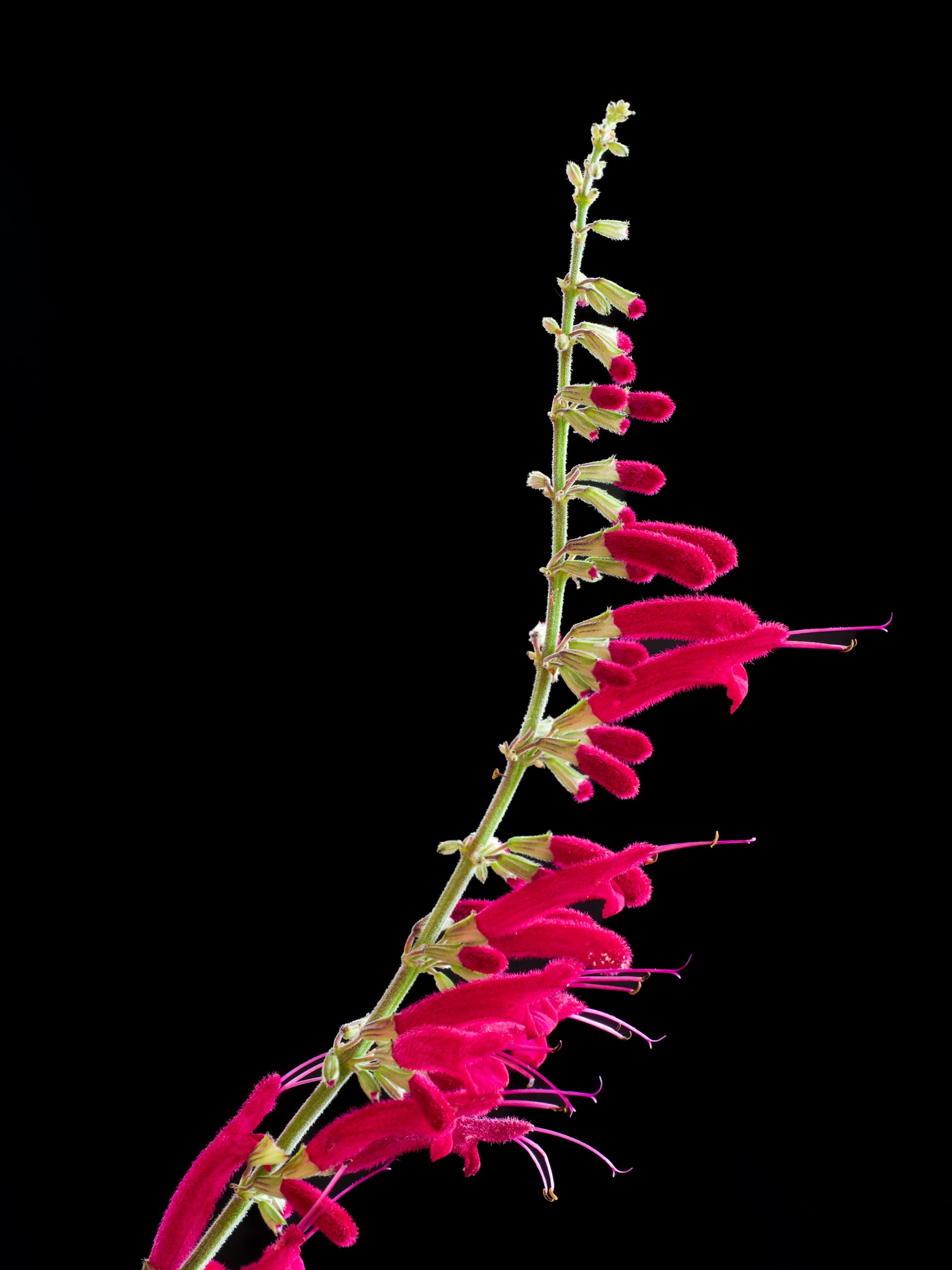 Salvia iodantha red sage photographed from the front showing the bee's point of view perspective
