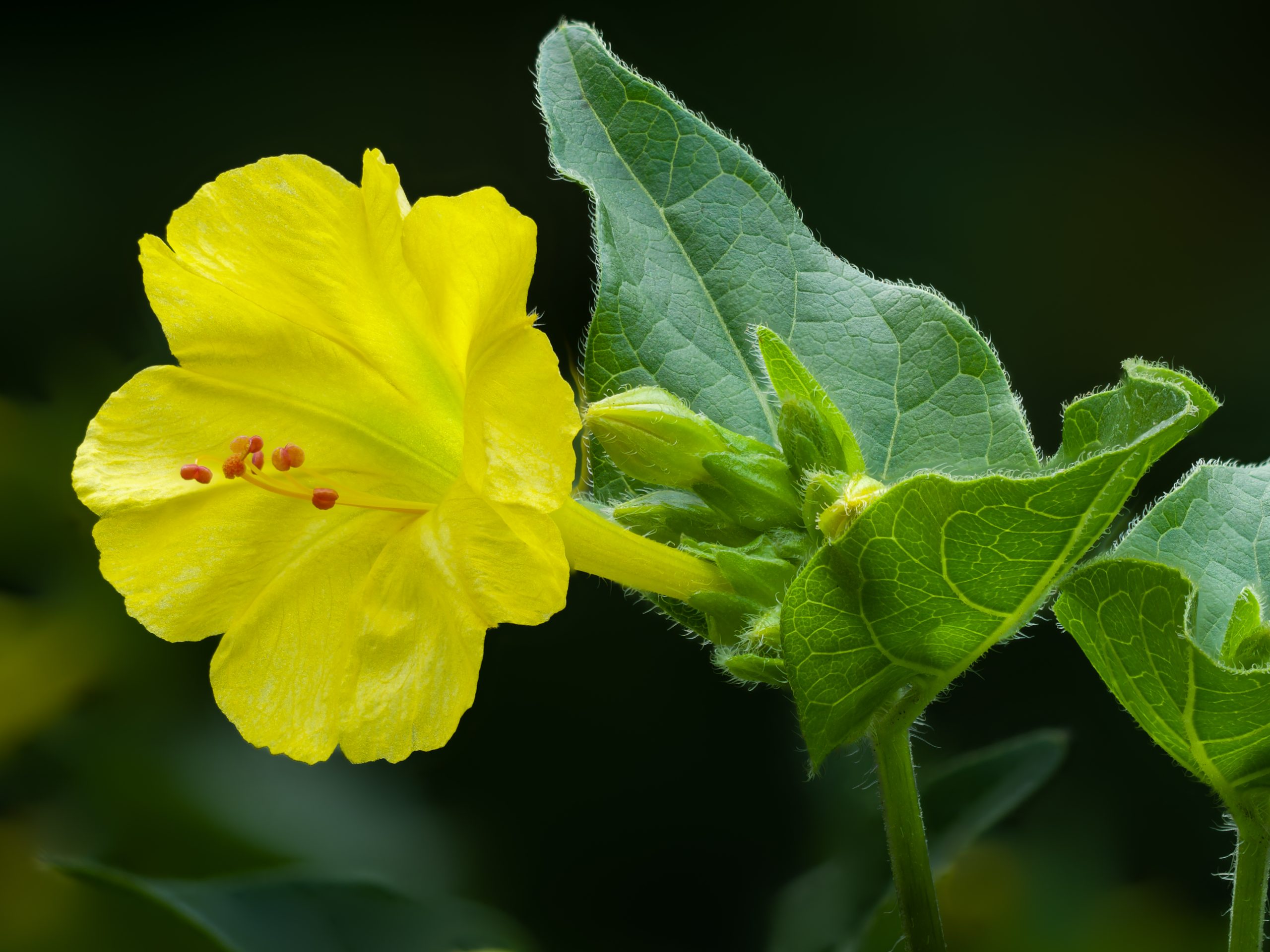 Wildflower macro photograph showing intricate petal detail and colour