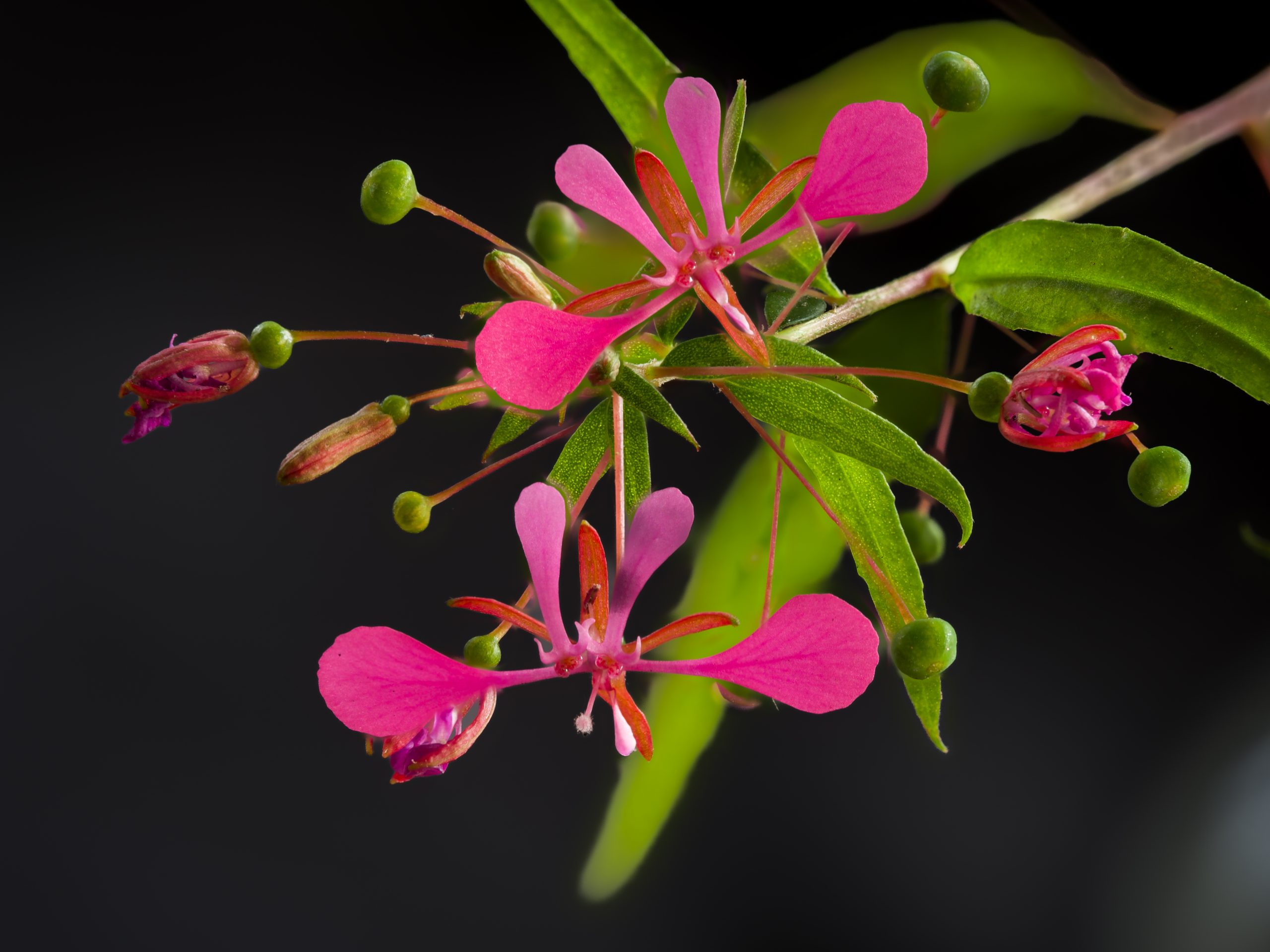 Lopezia racemosa photographed with focus stacking indoors against black backdrop